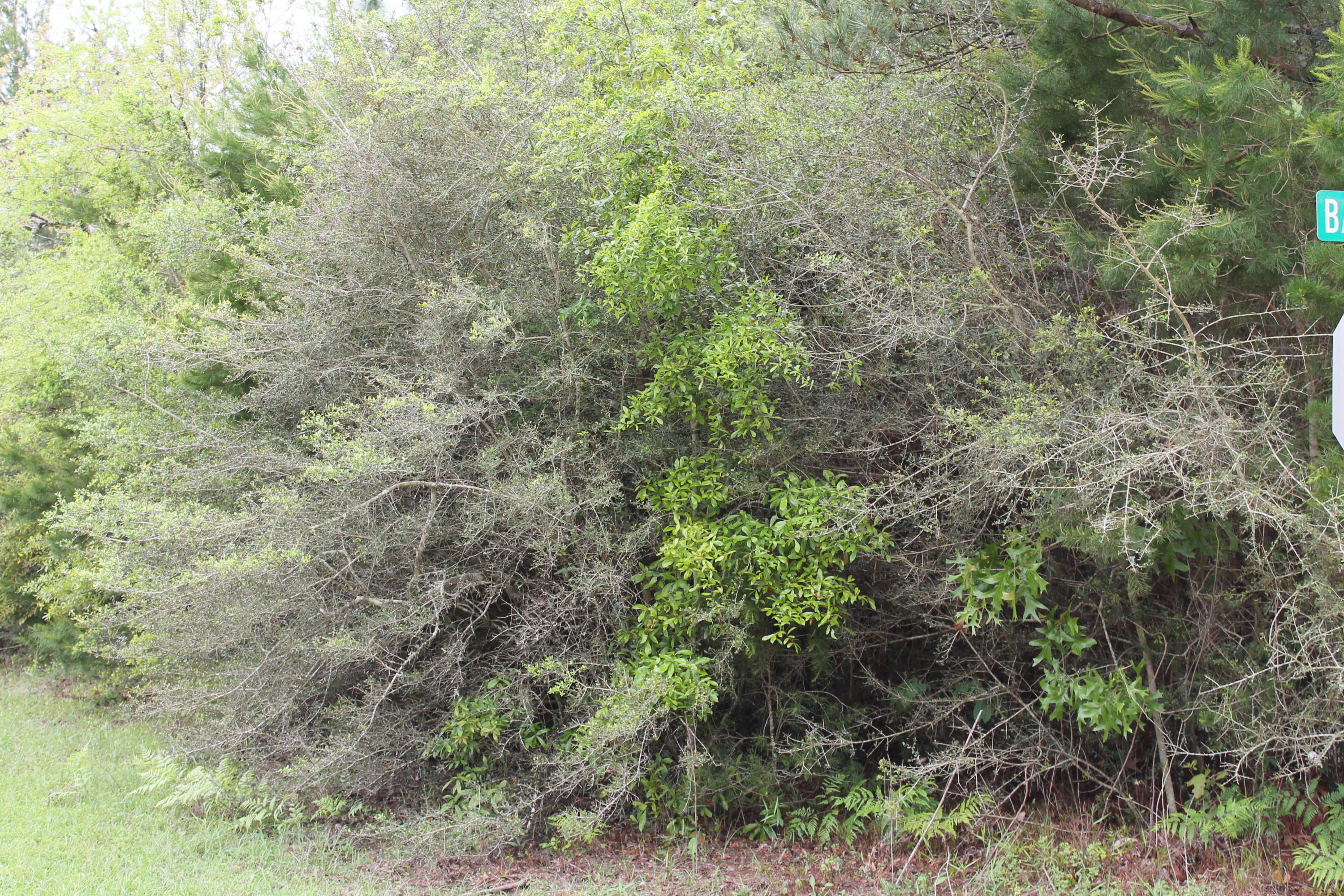 Miller Estate - Land