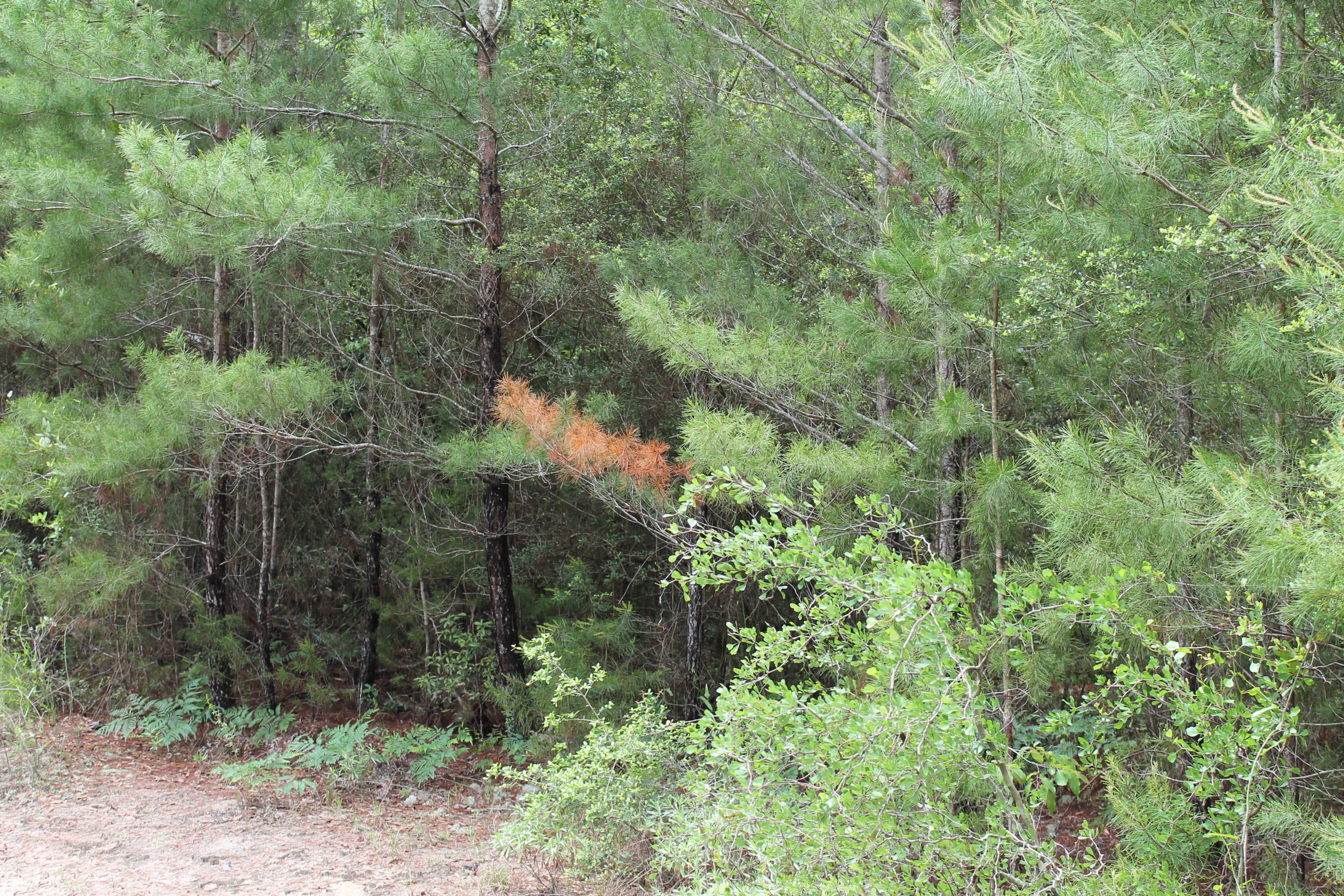 Miller Estate - Land