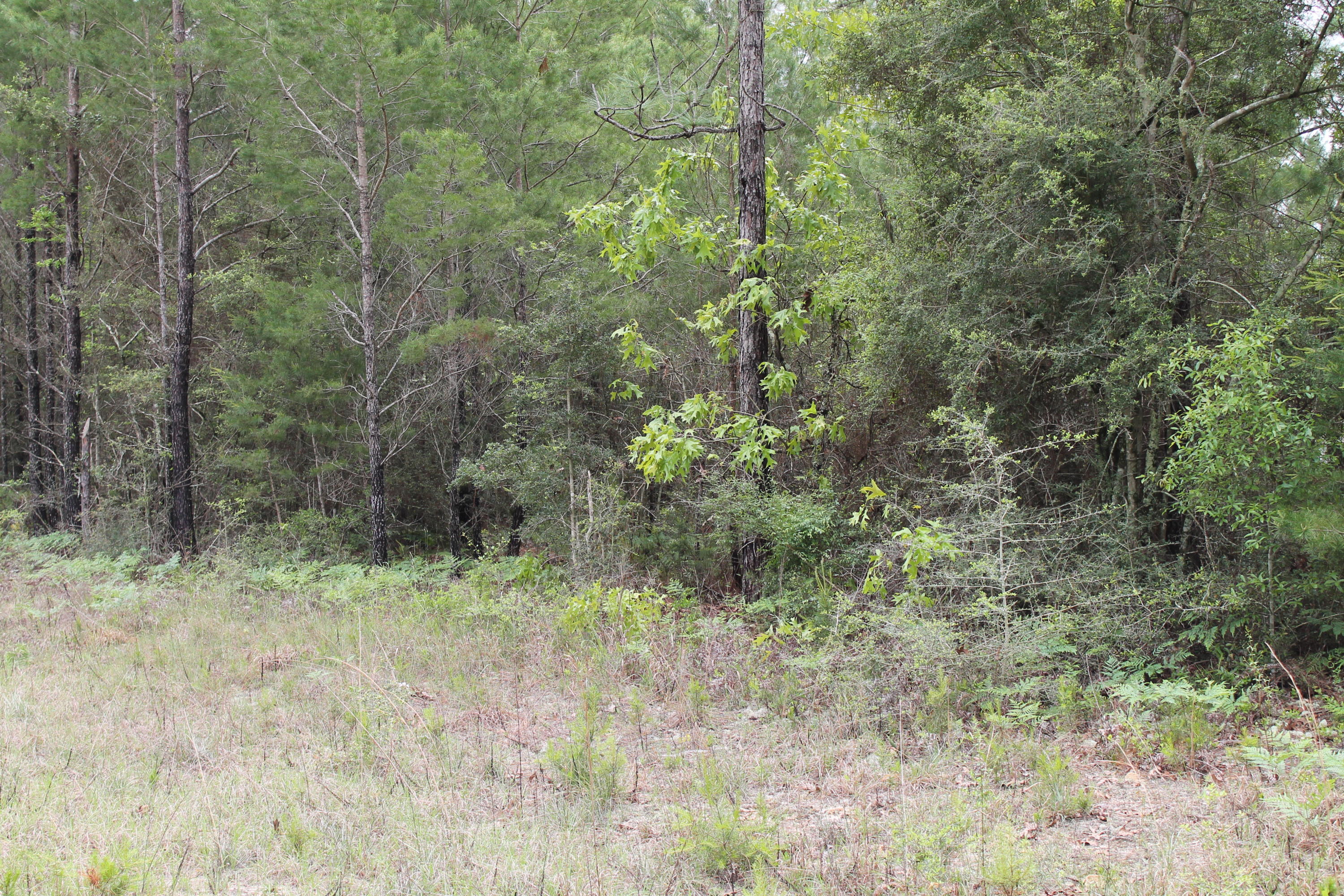 Miller Estate - Land