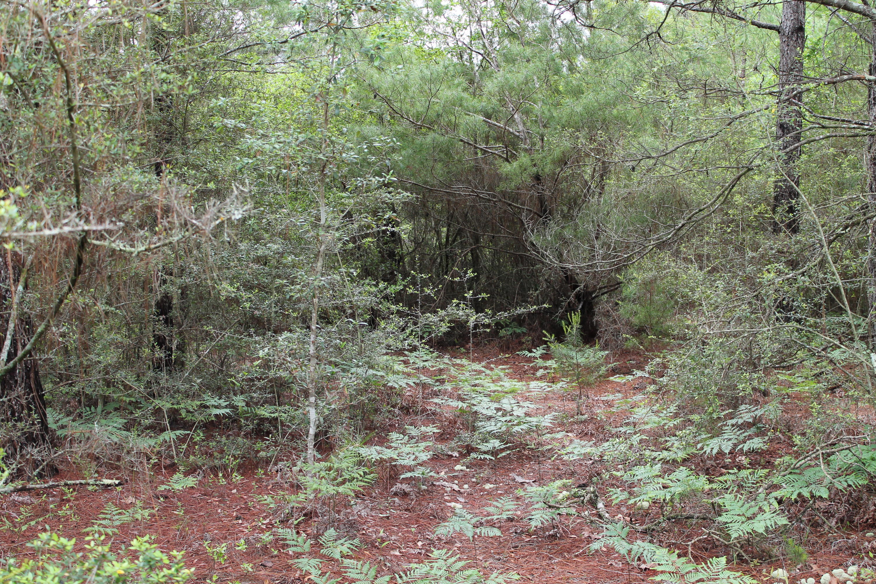 Miller Estate - Land