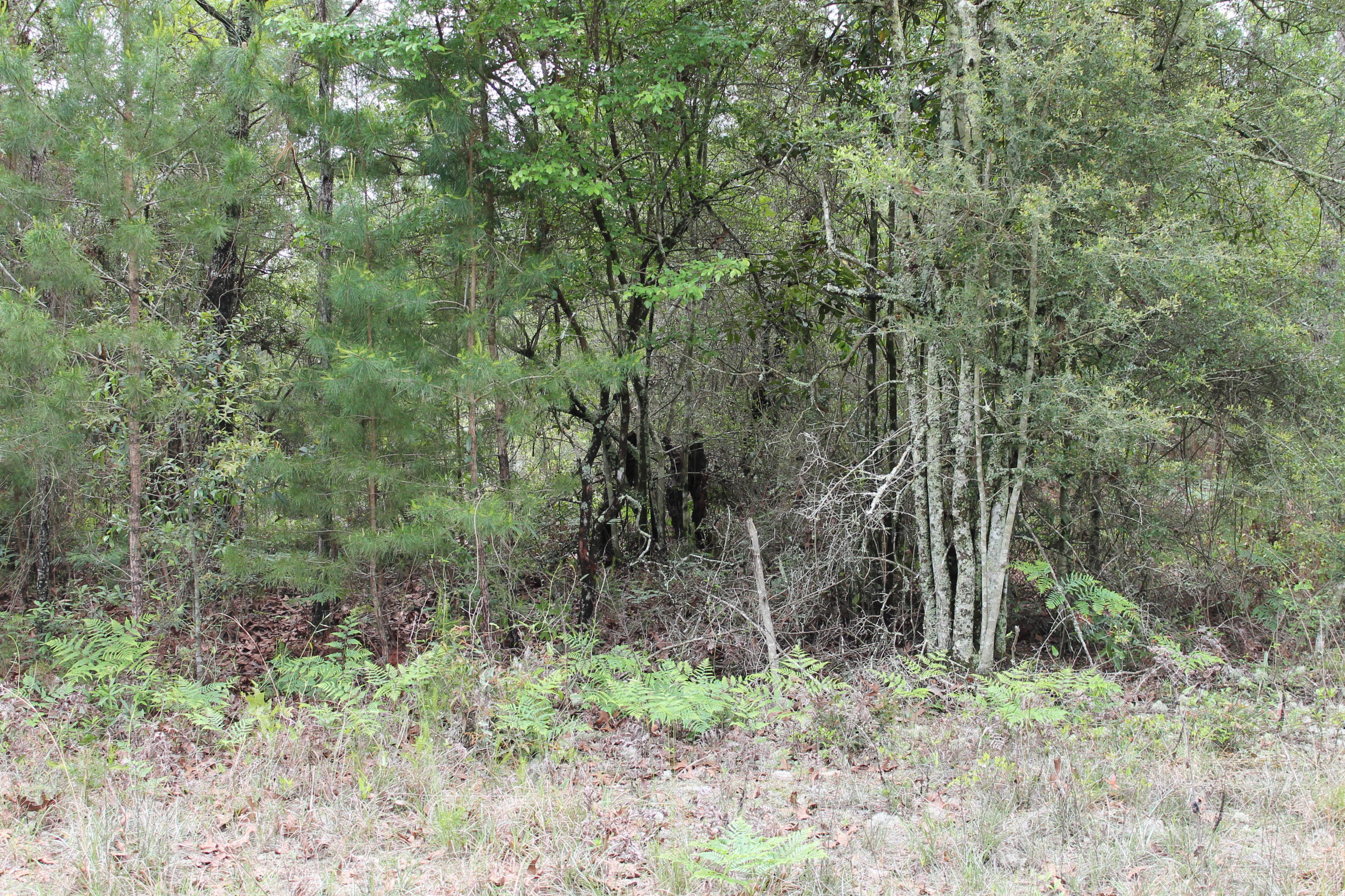 Miller Estate - Land