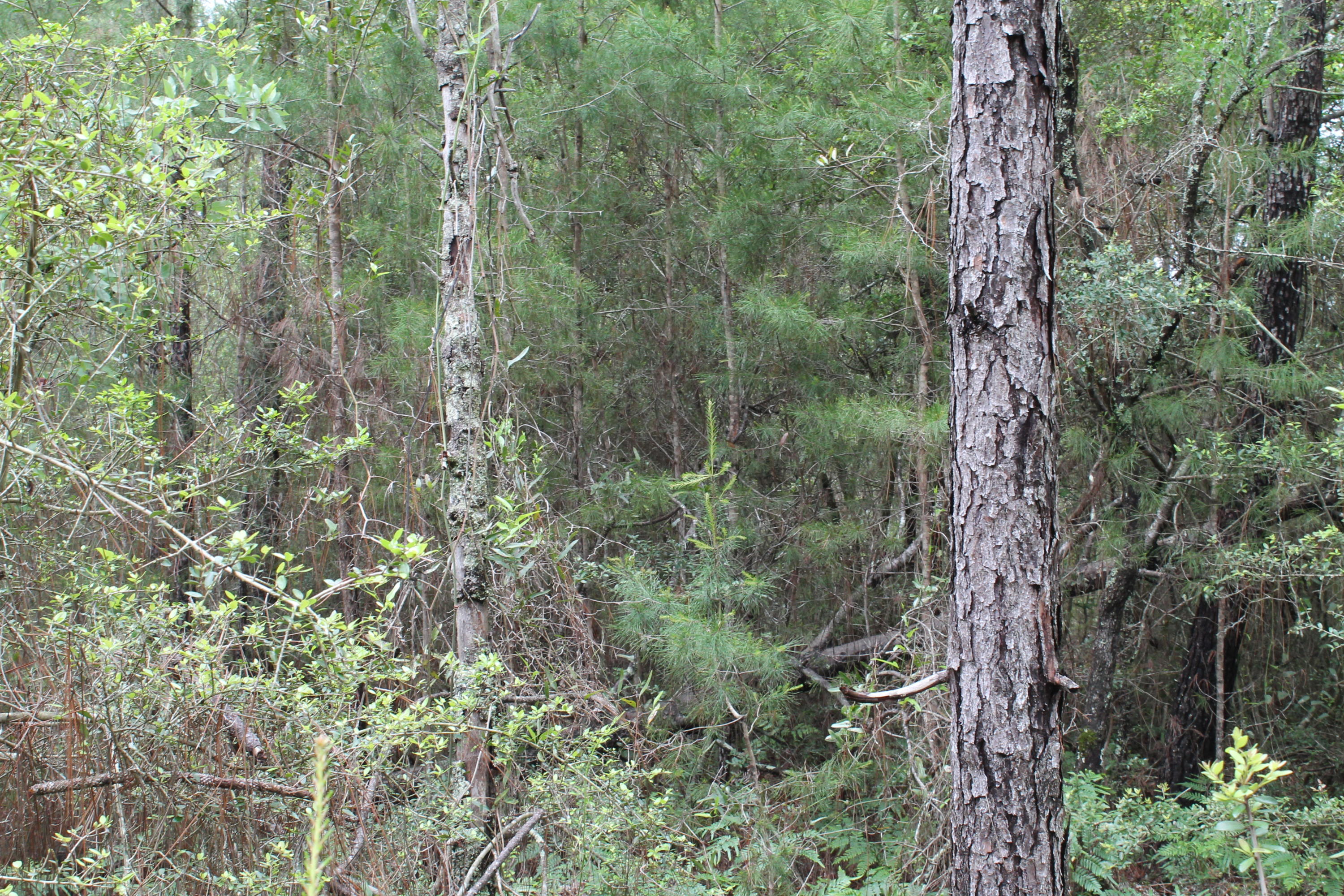 Miller Estate - Land