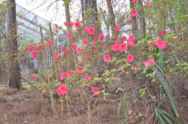 EMERALD VILLAGE S/D - Residential