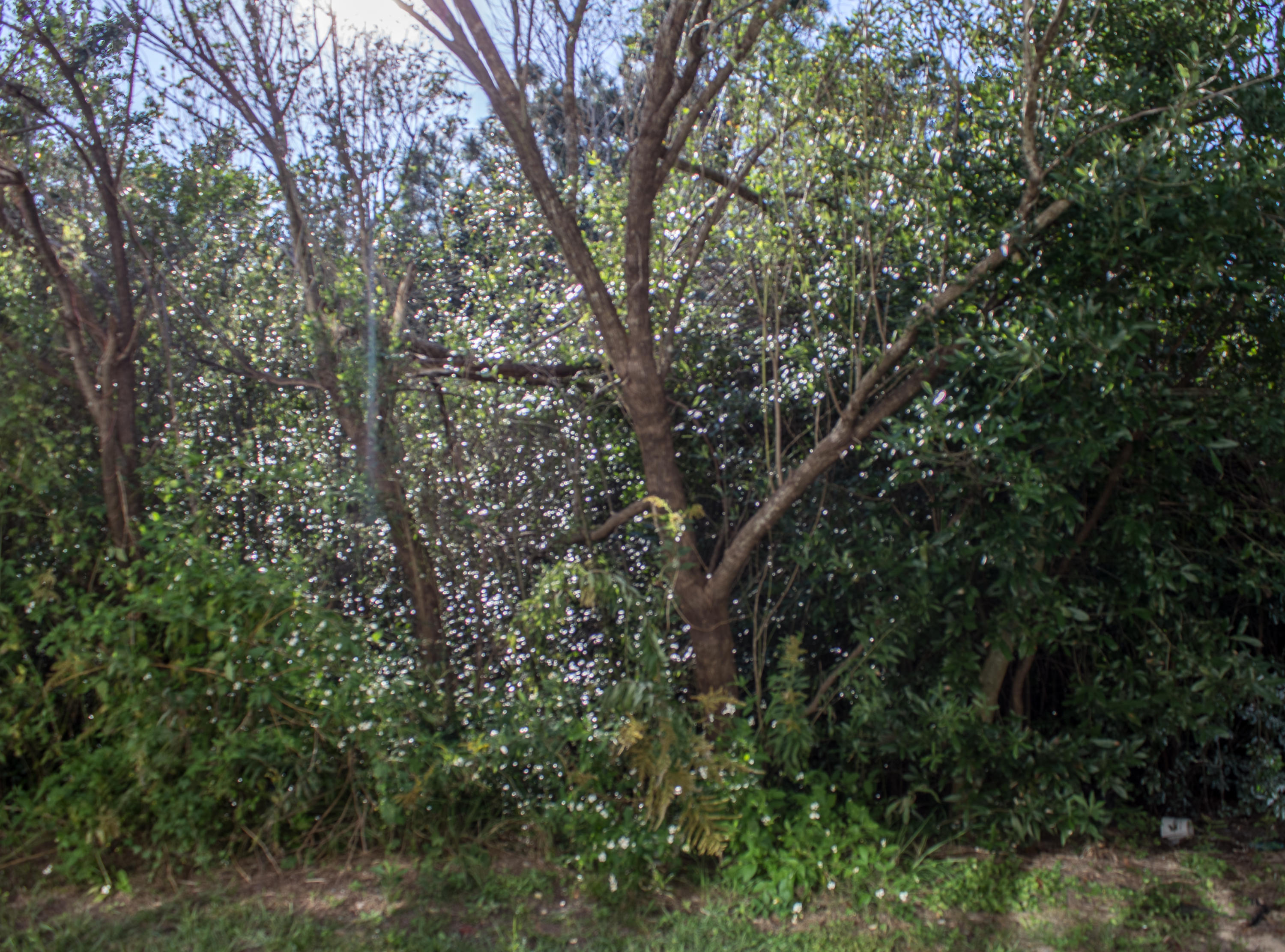 ROLLING PINES - Residential