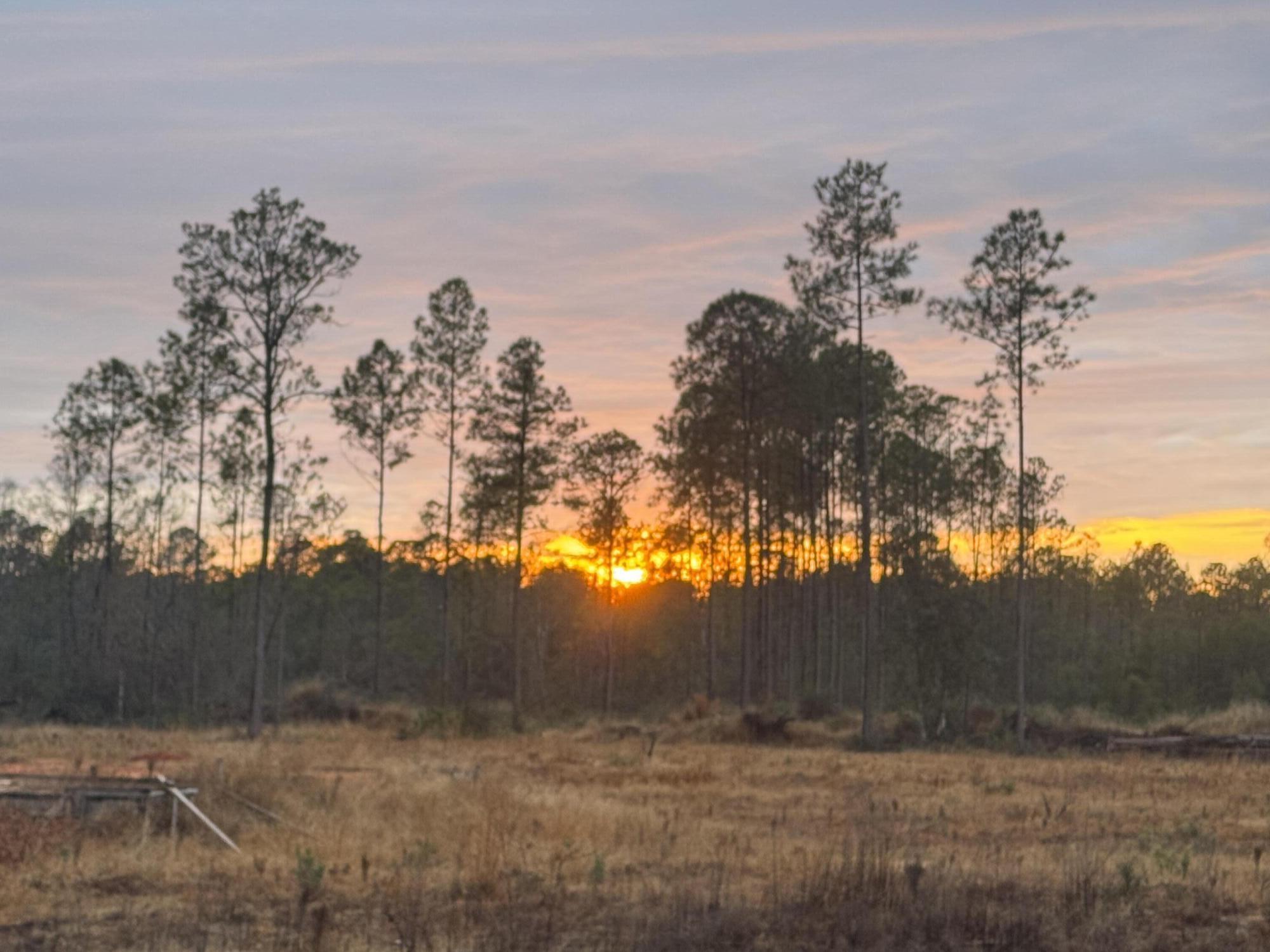 81 acres fronting Joe Dugger Rd - Farm
