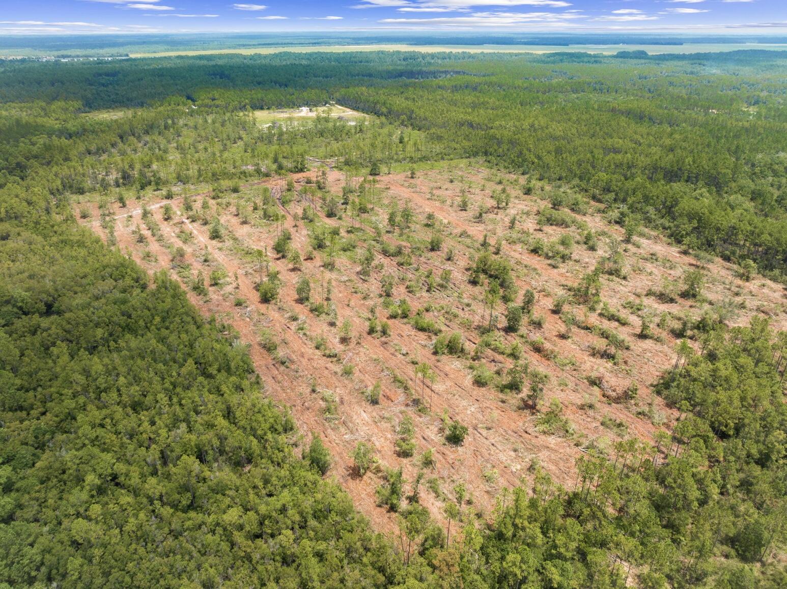 81 acres fronting Joe Dugger Rd - Farm