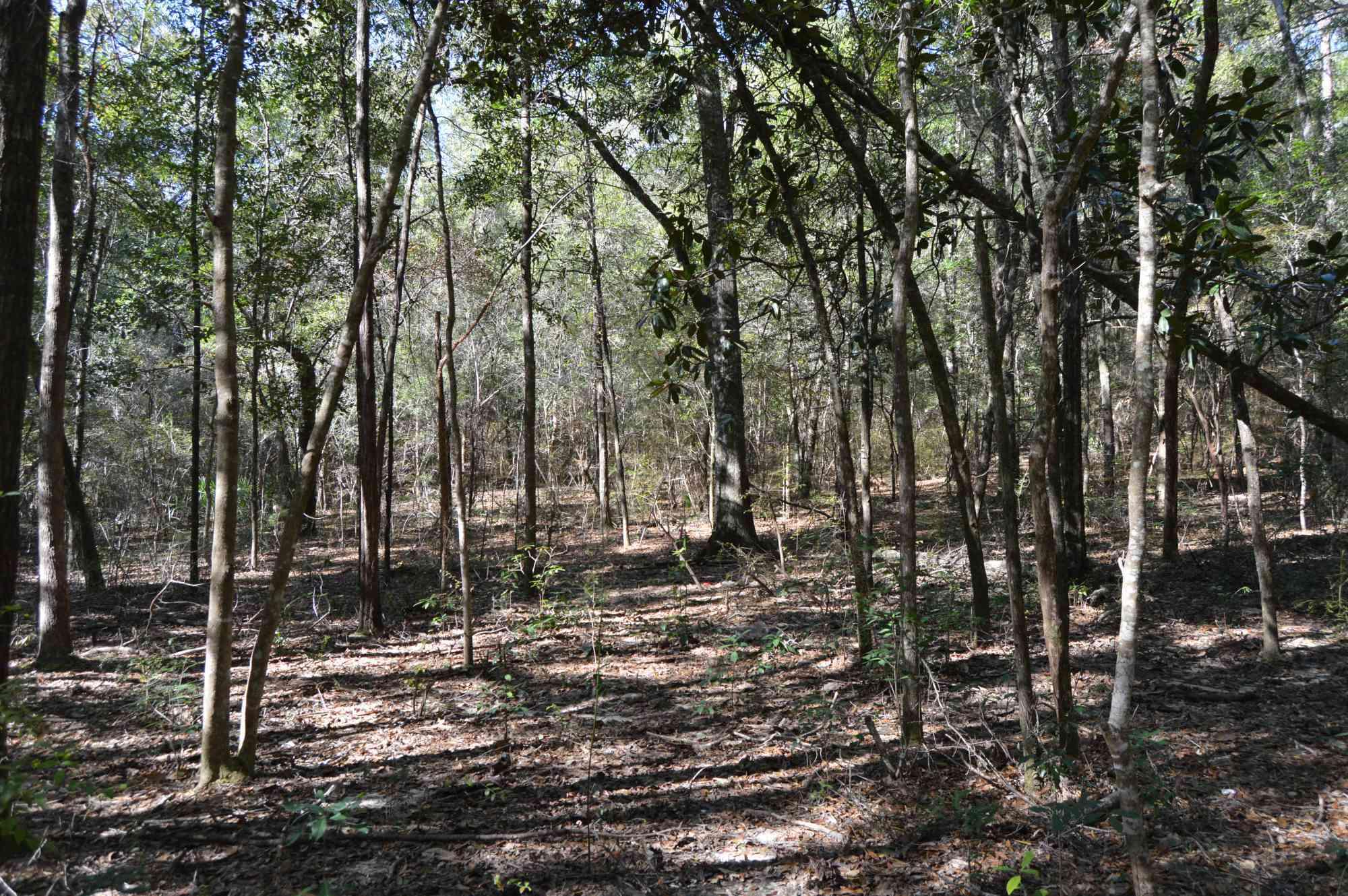 INDIAN SPRINGS - Residential