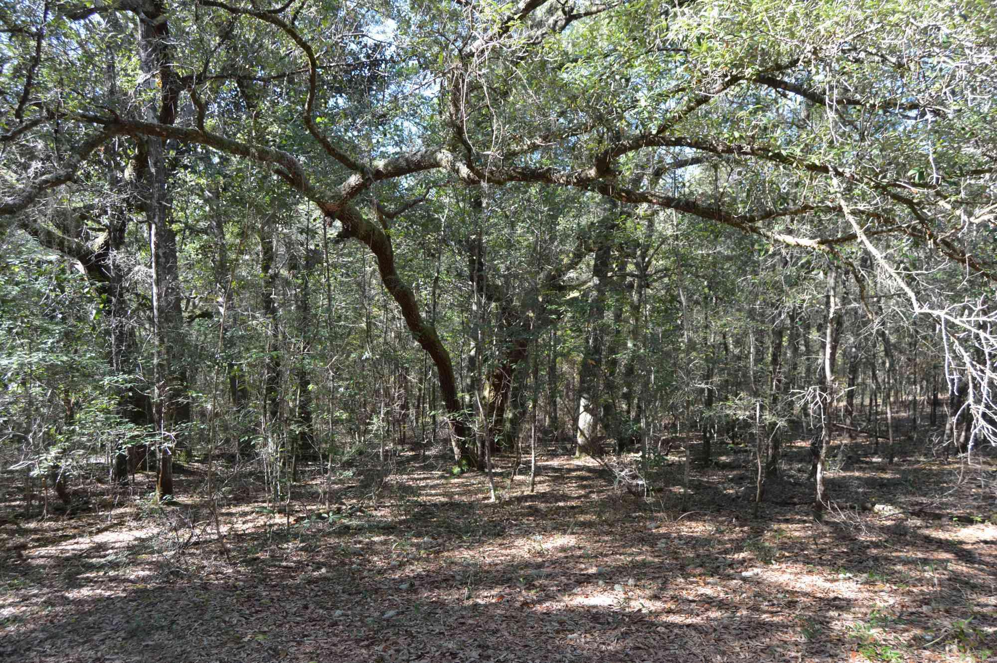 INDIAN SPRINGS - Residential