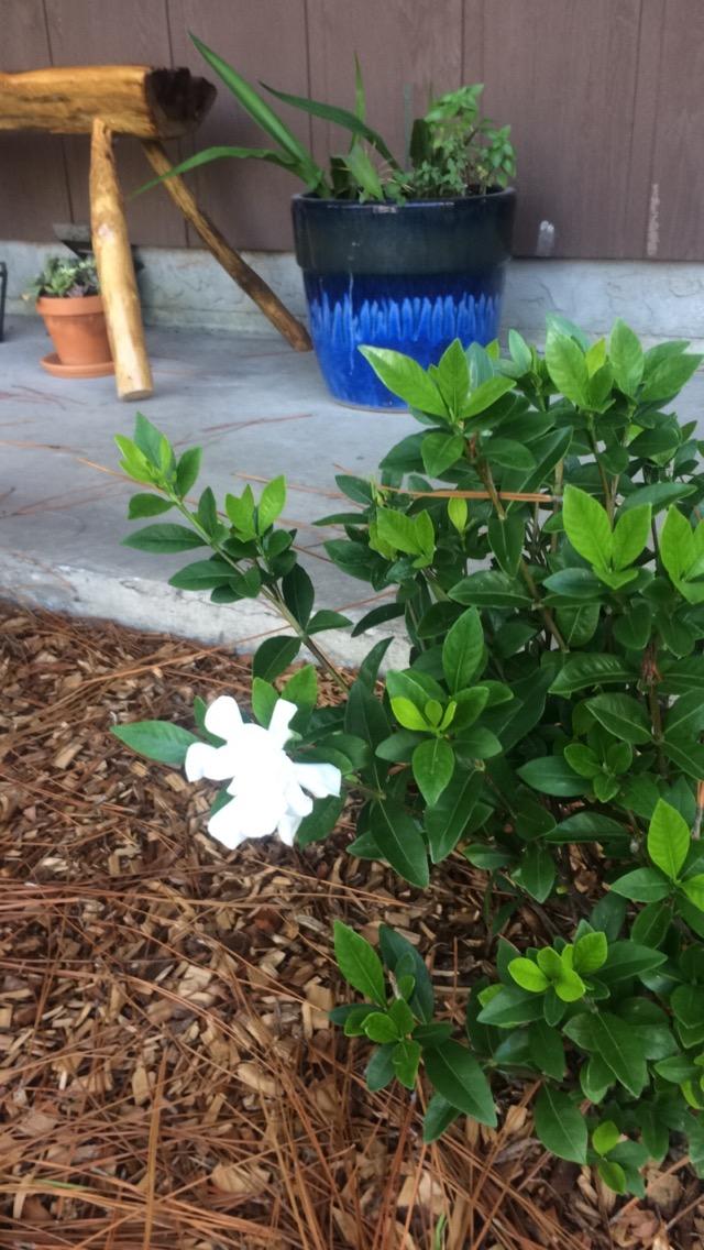 PINE MEADOWS - Residential