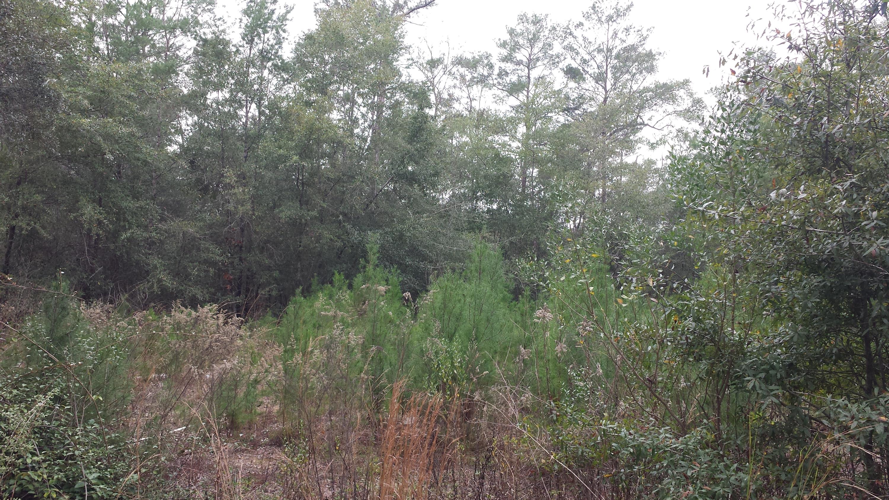 Magnolia Landing - Land