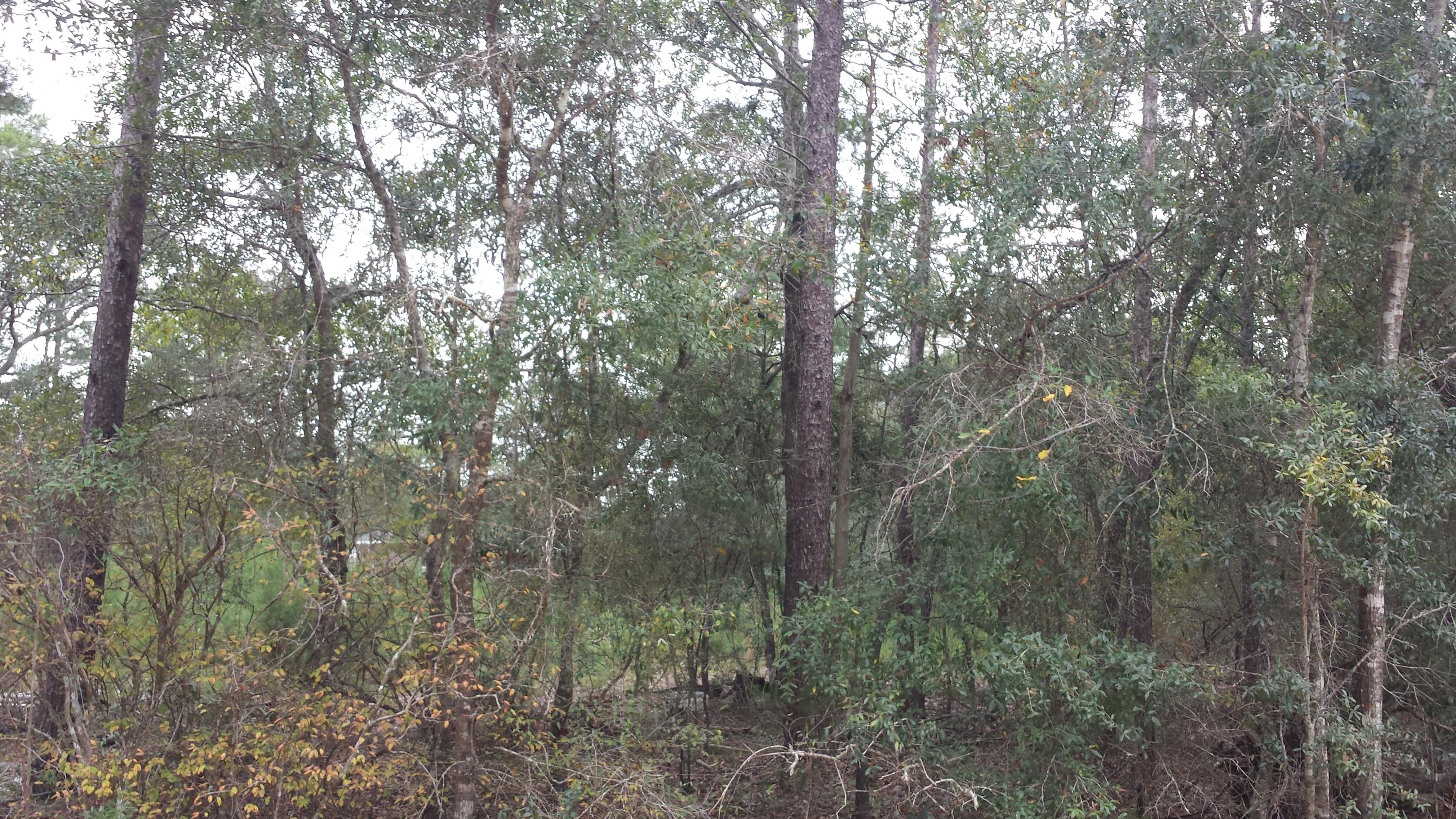 Magnolia Landing - Land