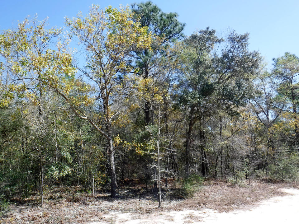 Nice buildable lot with views of Juniper Lake. Juniper Lake is a 600+ acre state managed lake with great fishing and 2 public boat launch areas. The property is just a short drive to historic DeFuniak Strings and about an hour to the beaches and shopping of South Walton.