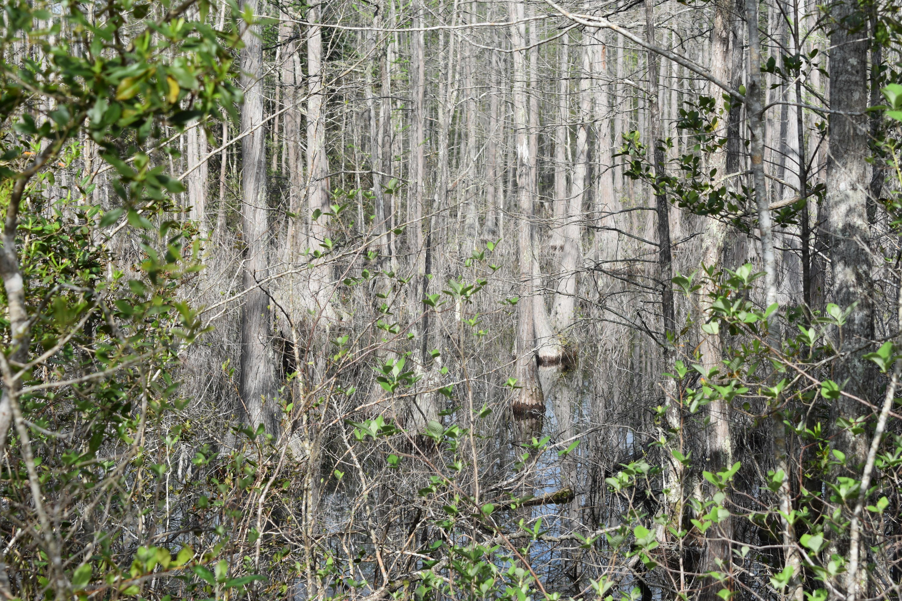 Compass Lake in the Hills - Land