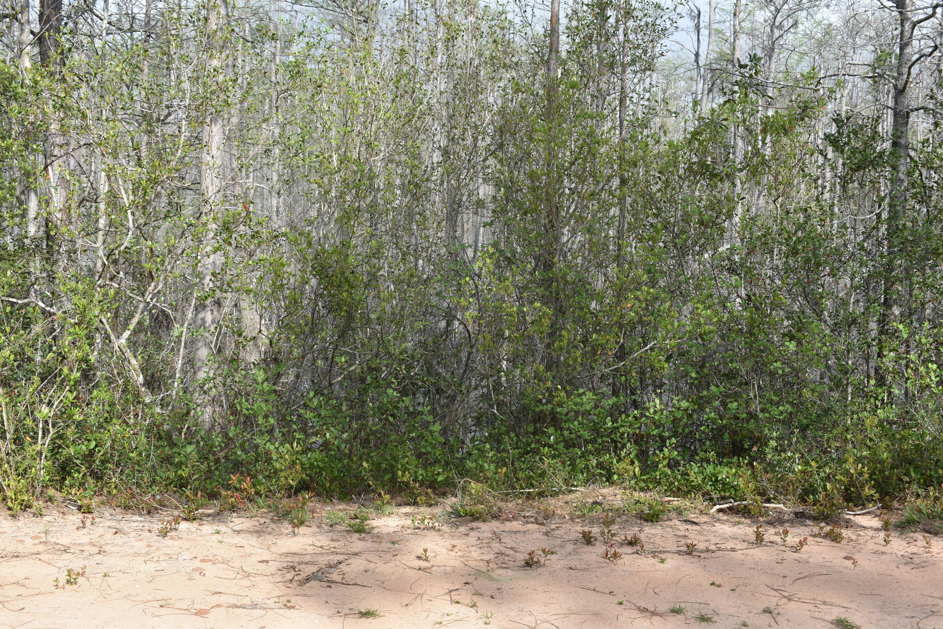 Compass Lake in the Hills - Land