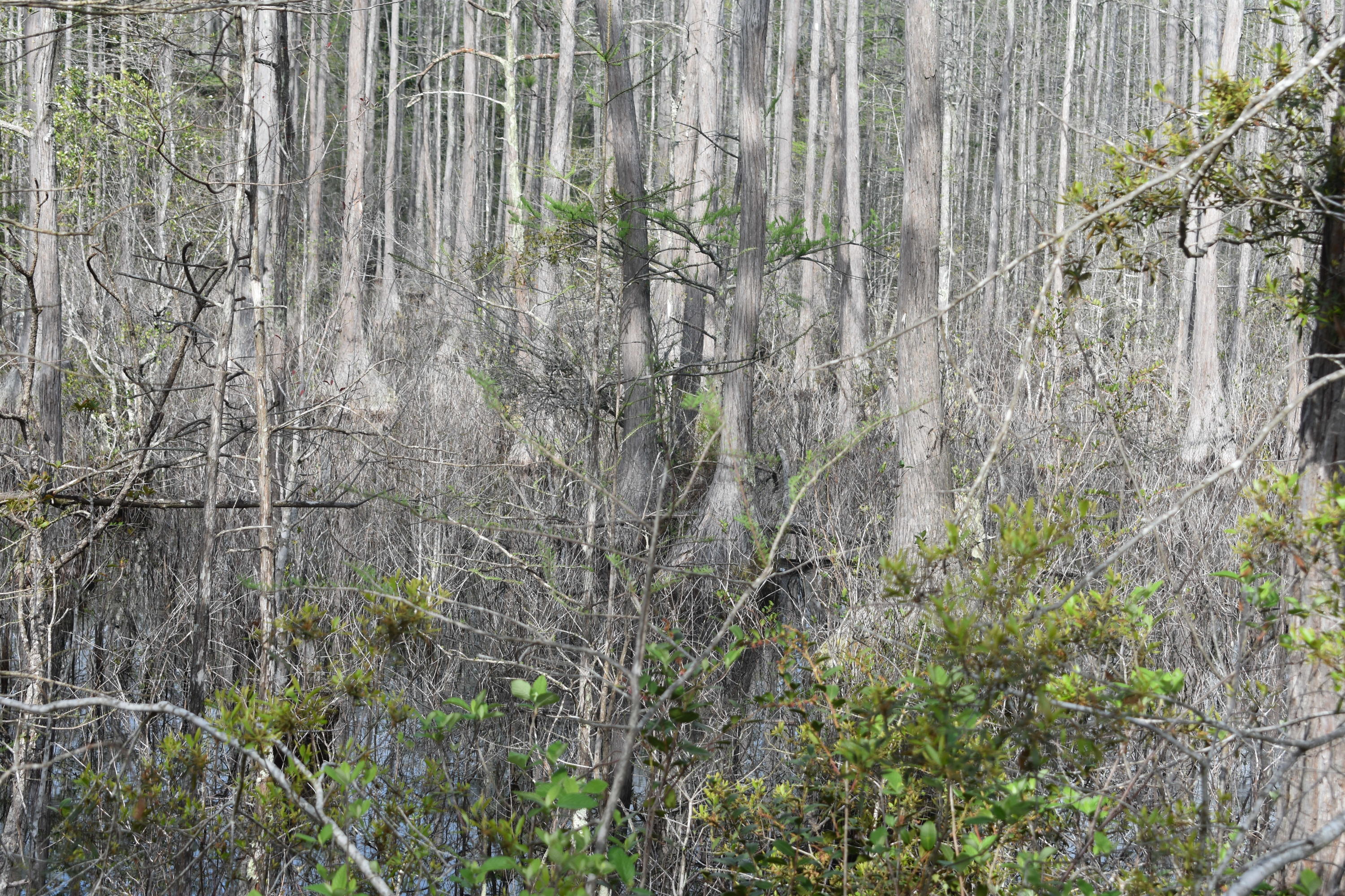 Compass Lake in the Hills - Land