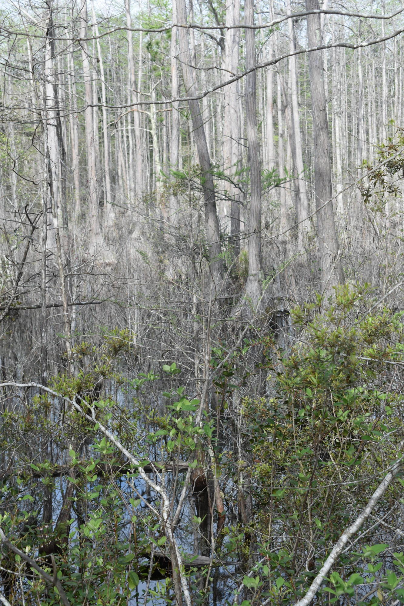 Compass Lake in the Hills - Land