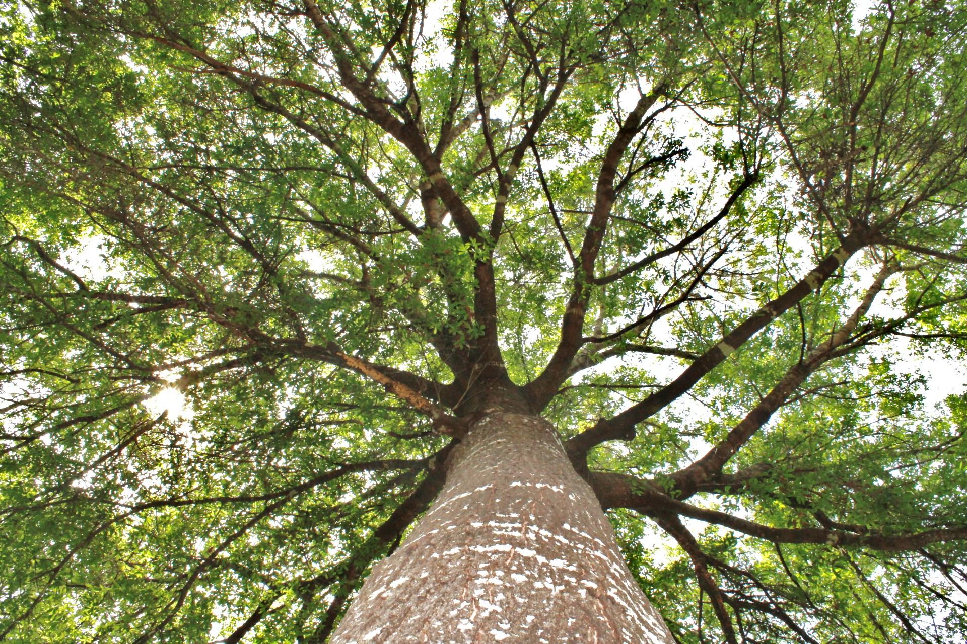 INDIGO VILLAGE - Residential