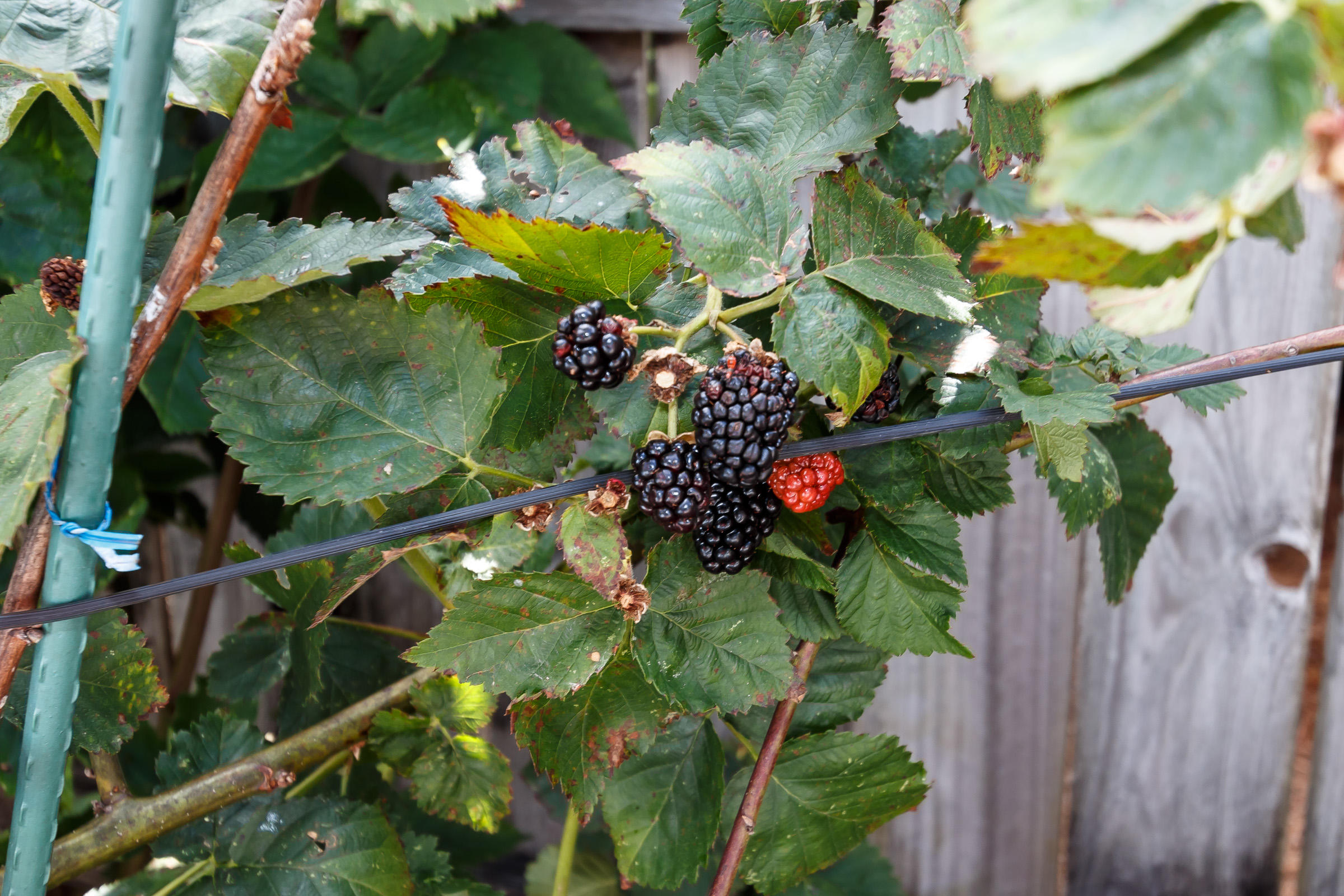 MIDPINES - Residential