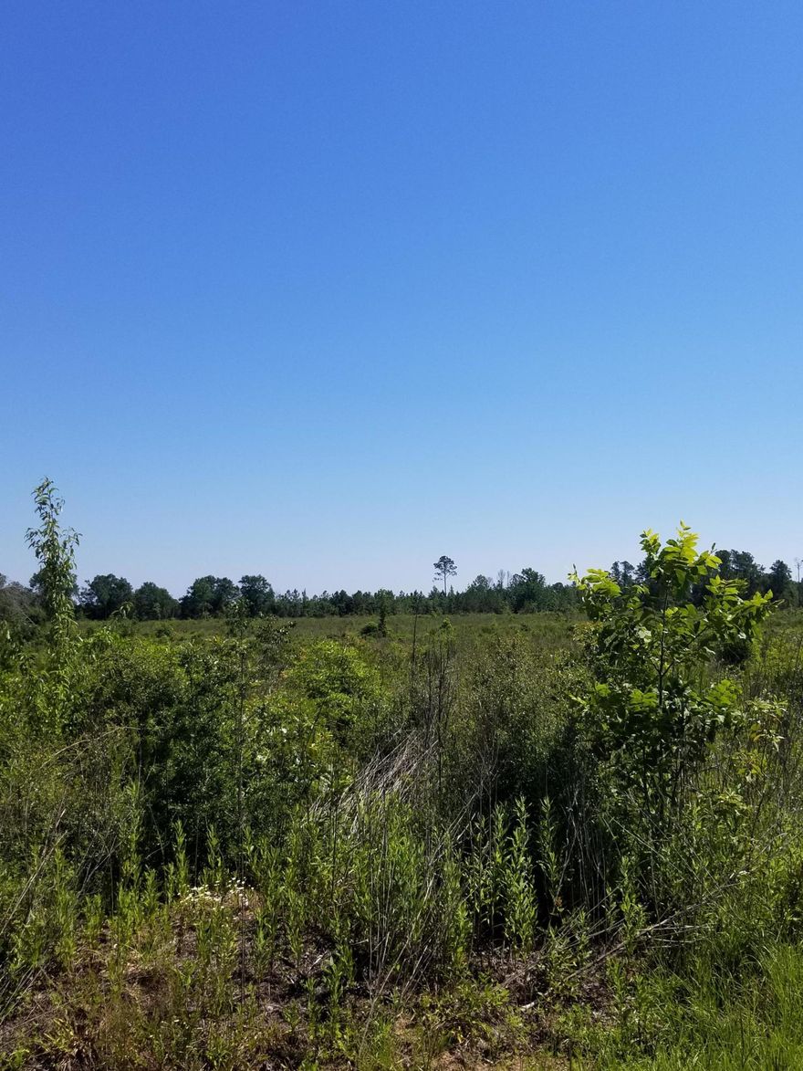 Motivated seller!! This property has paved road frontage on 2 sides and is priced to sell! Located just a short drive to the south of beautiful Lake Jackson, this property has the potiential to be a magnificent parcel. Bring your house plans and dreams for raising everything from a family to livestock! If you have dreamed of building you own farm, Call today!!Phone Lines, Power, and Public Water are available along the properties perimeter.