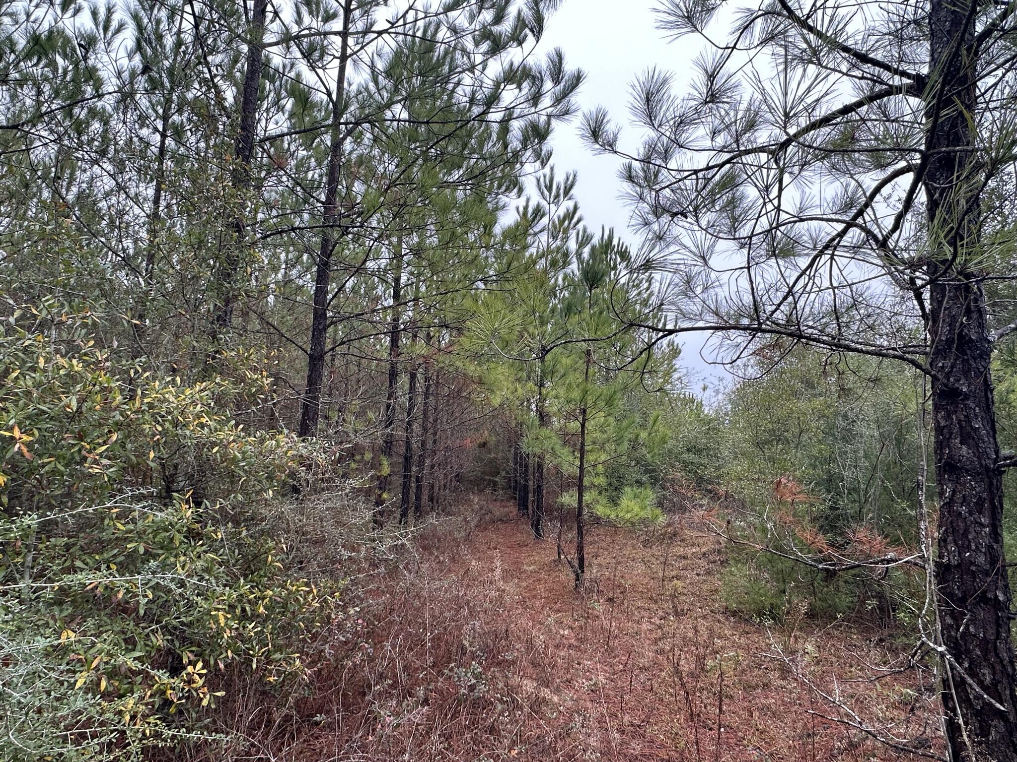 This parcel in Carryville offers a versatile tract of land with room to create your own vision. The property features natural Florida landscape and space that can be shaped for a future homesite, recreation, or long-term investment. The setting provides both privacy and potential, making it a strong option for those seeking acreage in Washington County.Buyer to verify all information important to their intended use.