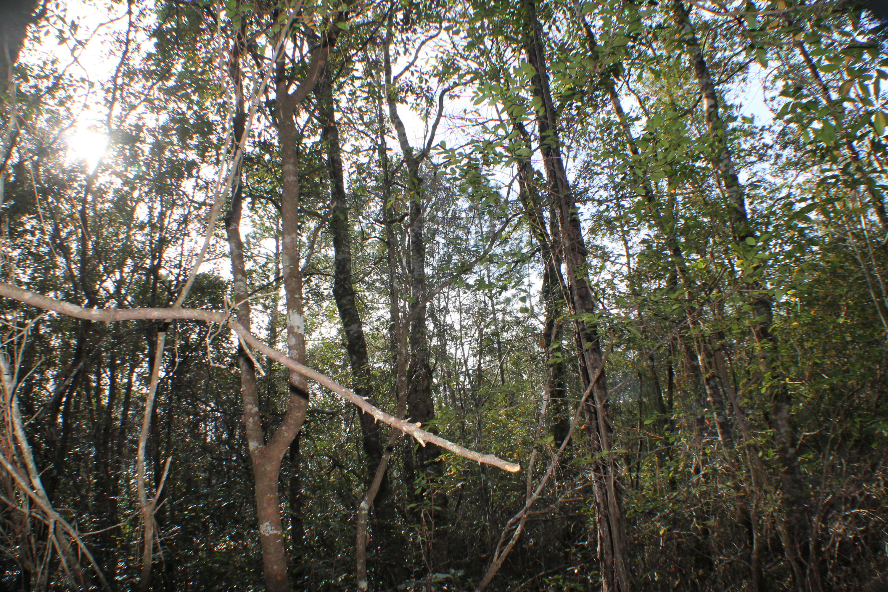 METES & BOUNDS - Farm