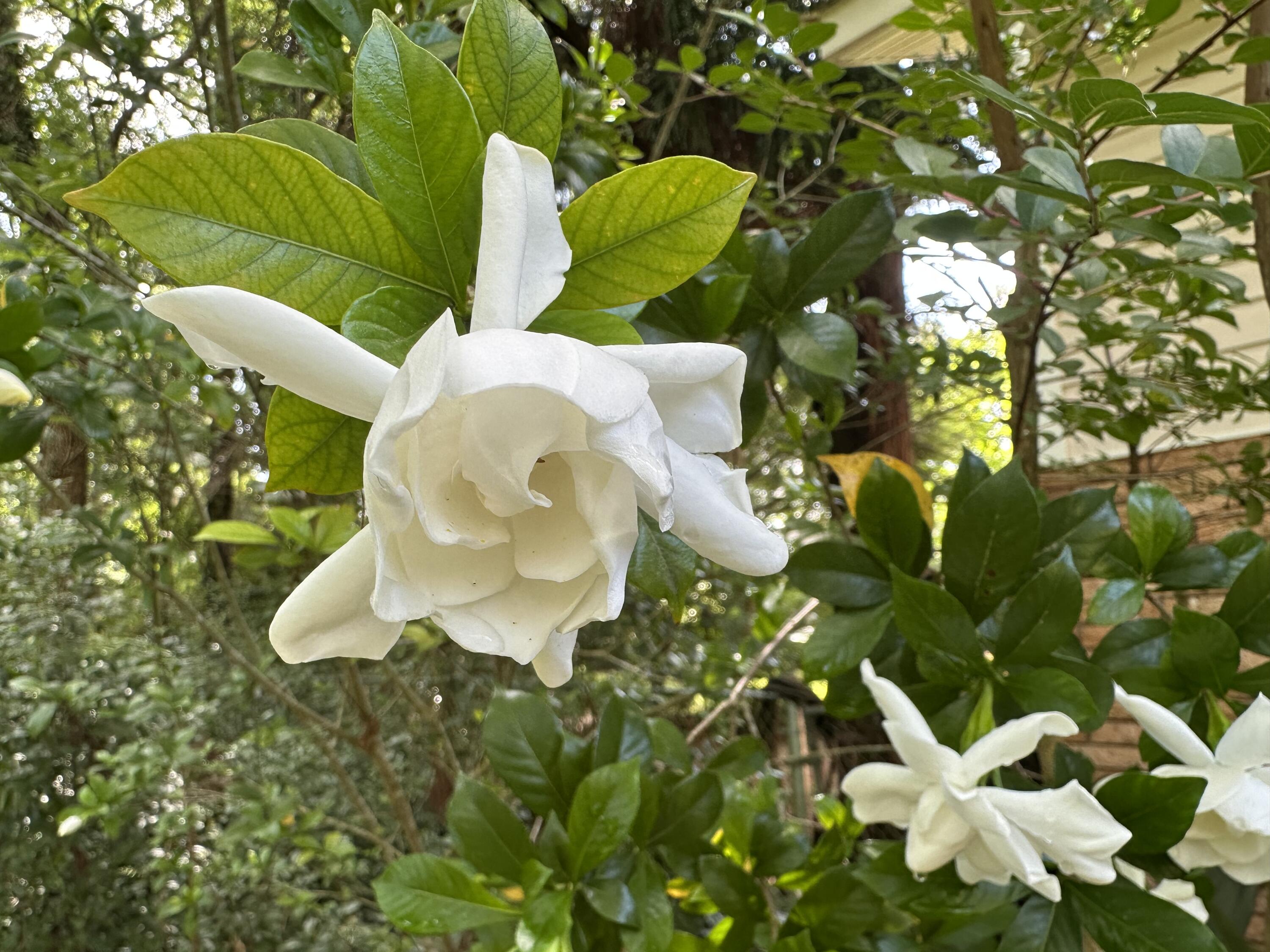 Crestview Suburb - Residential