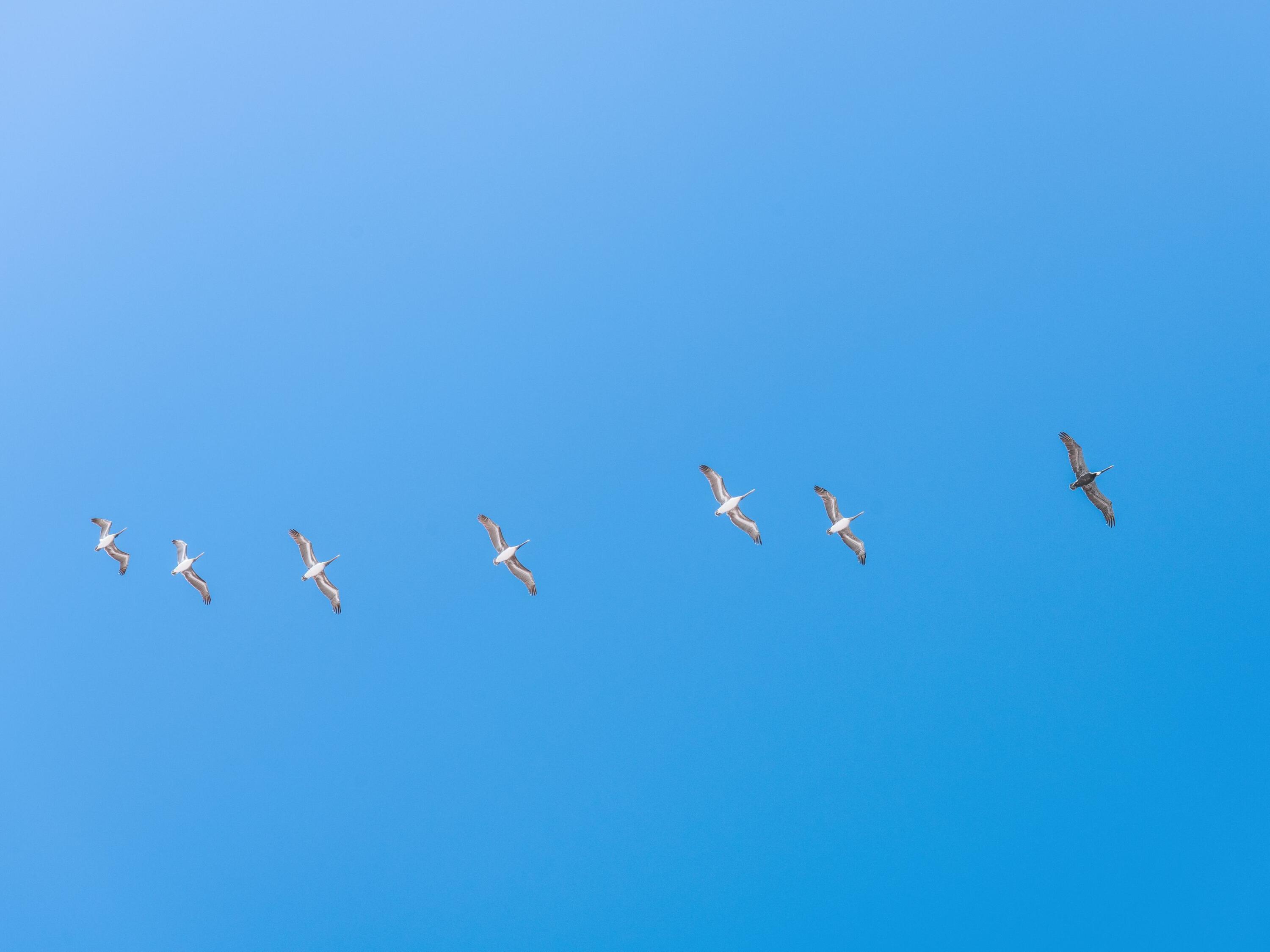 Lupin Beach - Residential