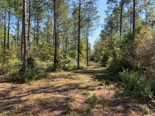 WALTON PLANTATION - Land