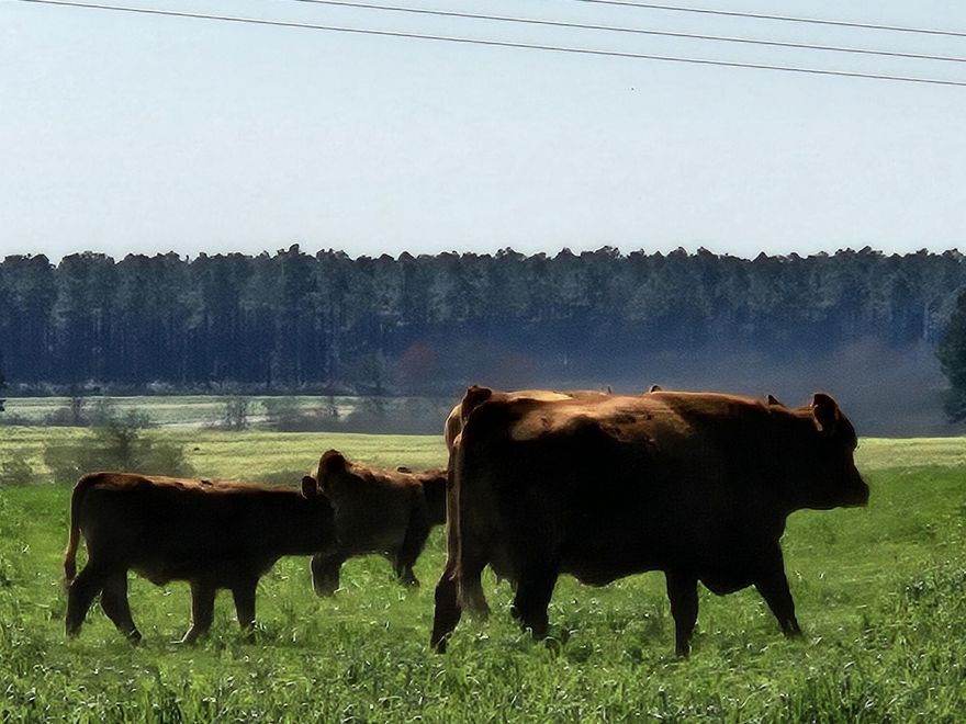 Rare Find...236 acre working cattle farm with approximately 165 acres in fenced and cross-fenced pasture with the remainder in woods with a beautiful creek meandering through the back portion of the property.  Power and well in place and in use.