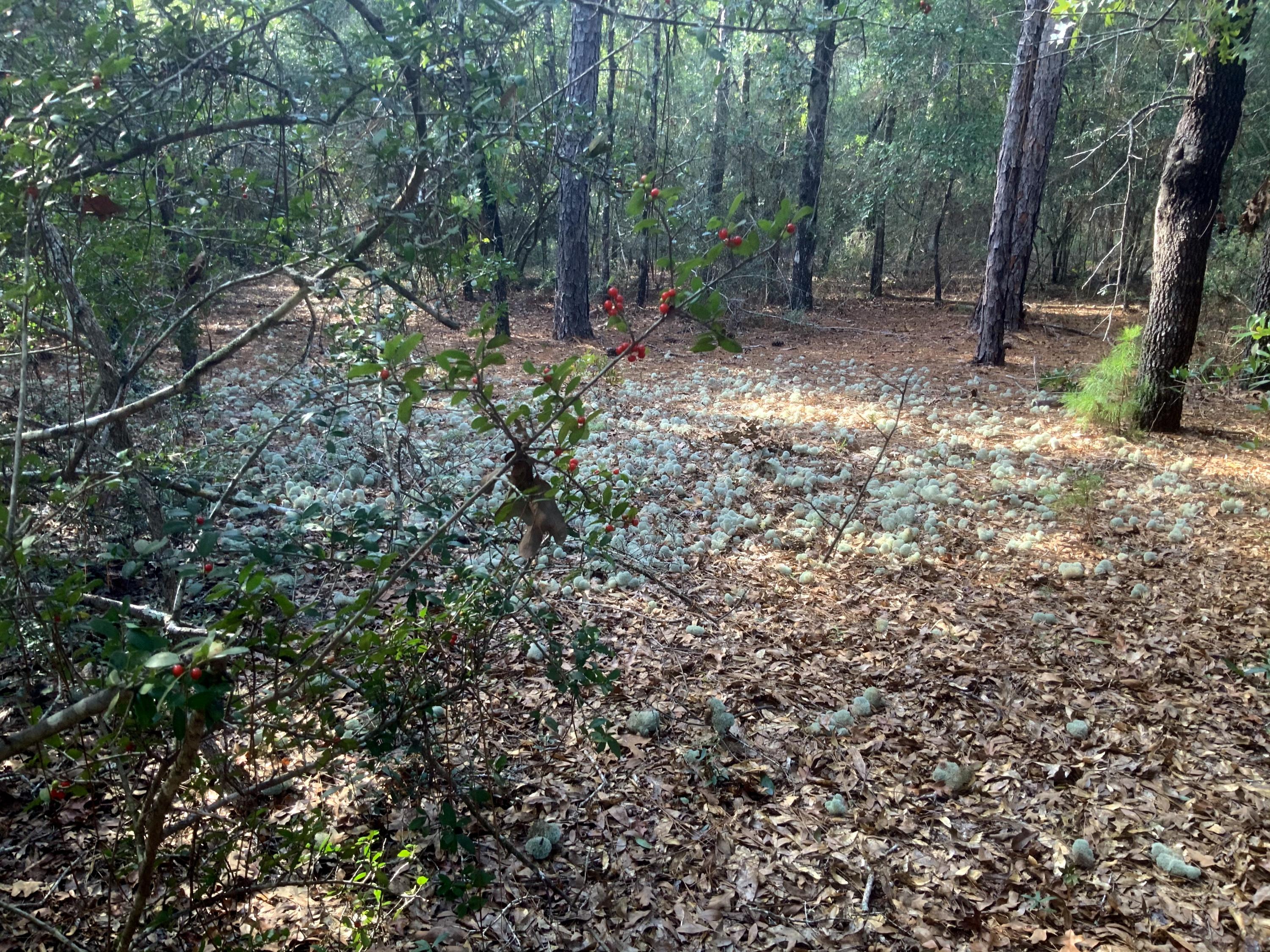 NORTH SUPERGROUP (221000.00) - Land