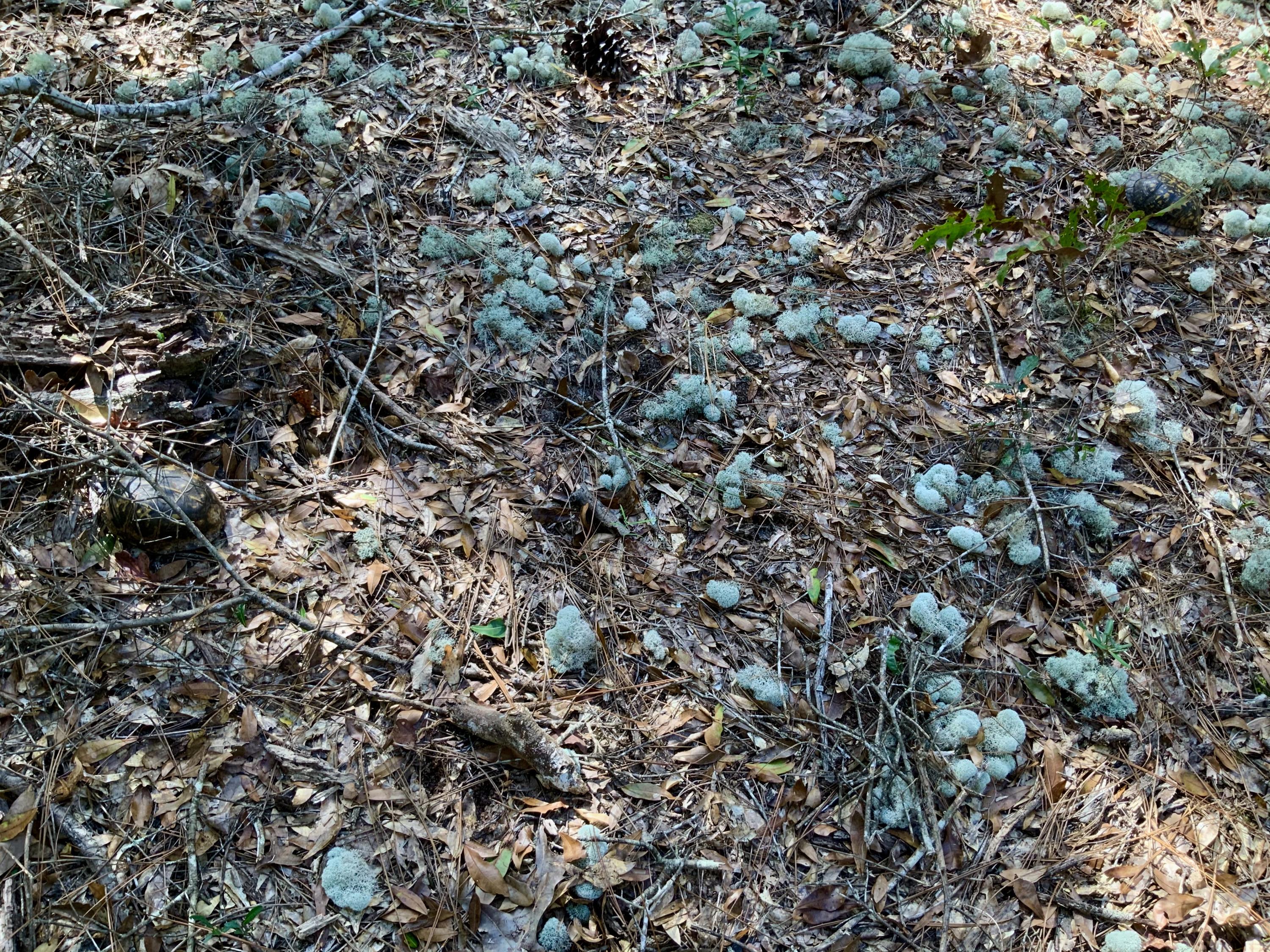 NORTH SUPERGROUP (221000.00) - Land