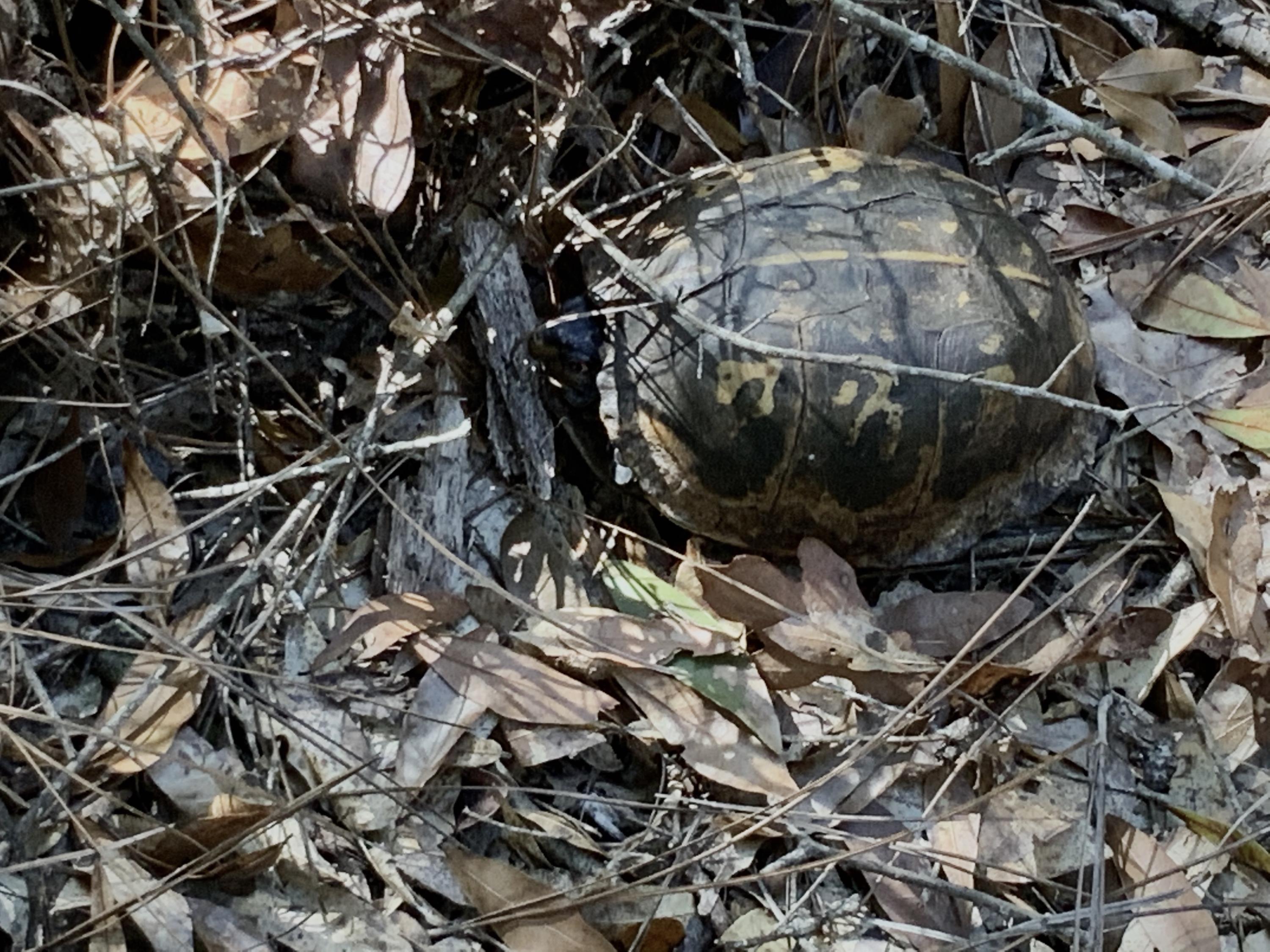 NORTH SUPERGROUP (221000.00) - Land