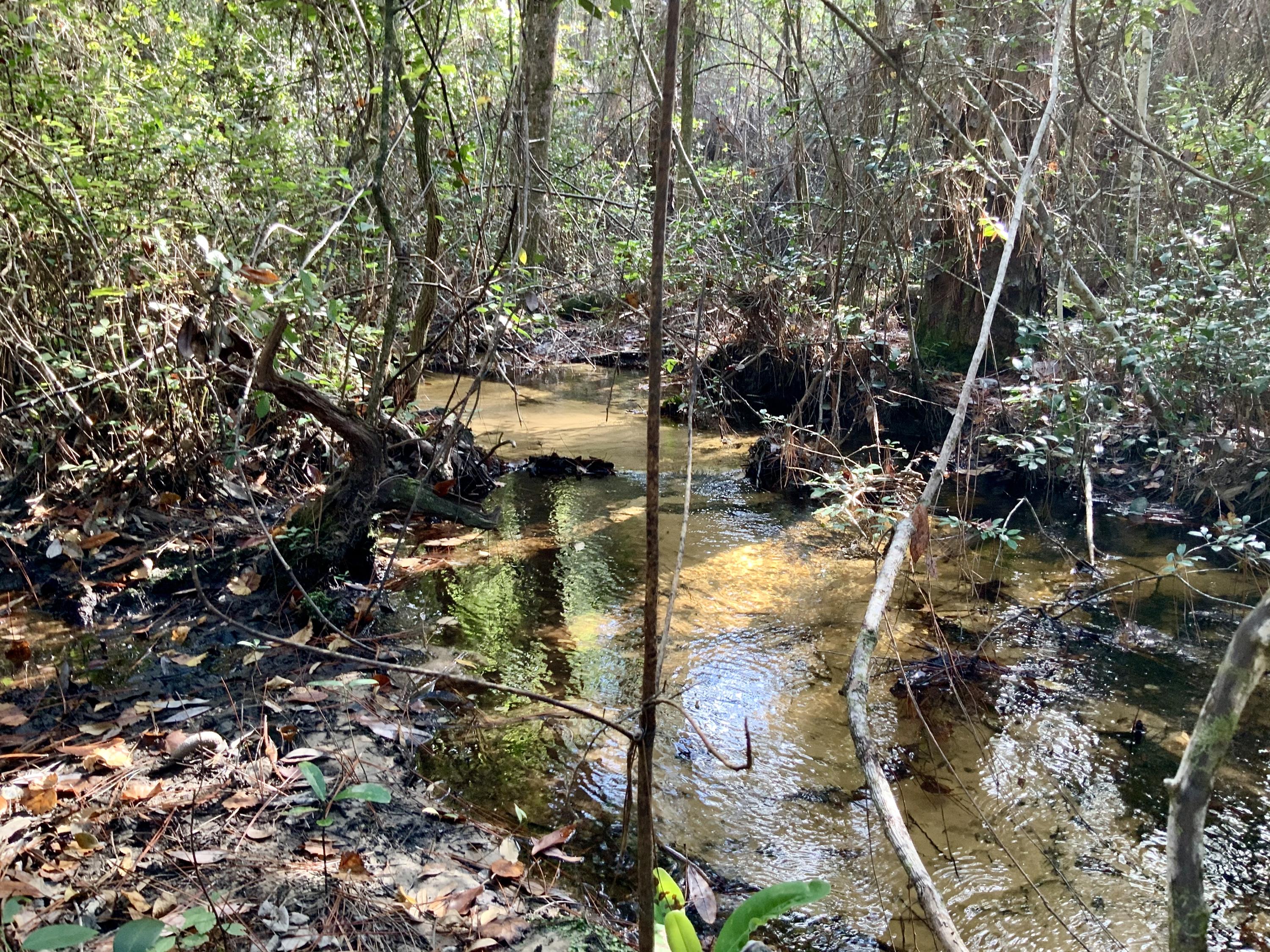 Paved Road Frontage. Beautiful acreage for building your dream home or a hunter's retreat. Over 9 acres of wooded land that gently slopes to a clear water creek. Escape to the country but with the convenience of being minutes from town. Buyer to verify acreage and all areas of importance.
