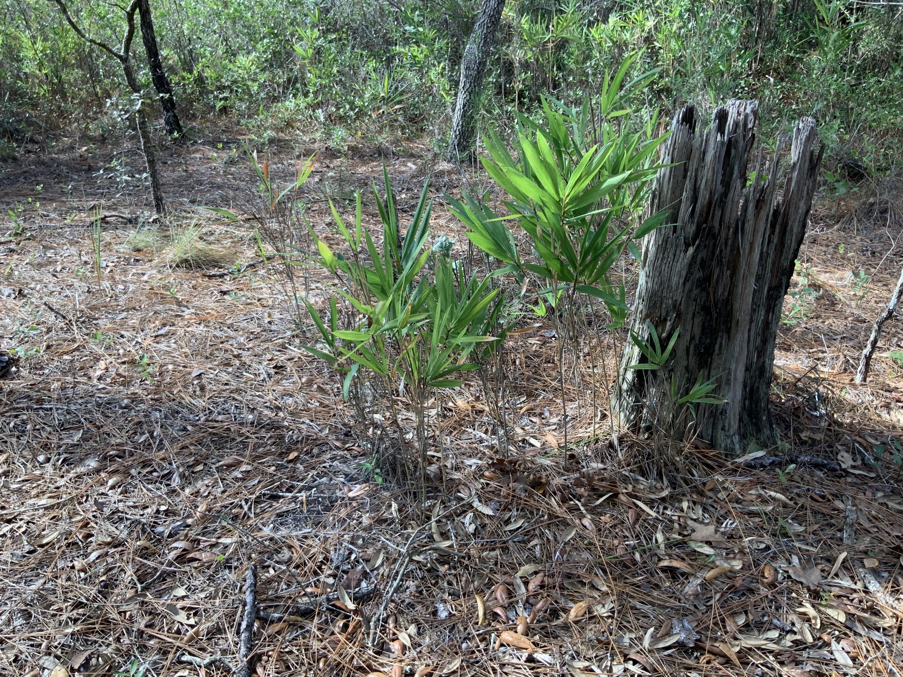 NORTH SUPERGROUP (221000.00) - Land