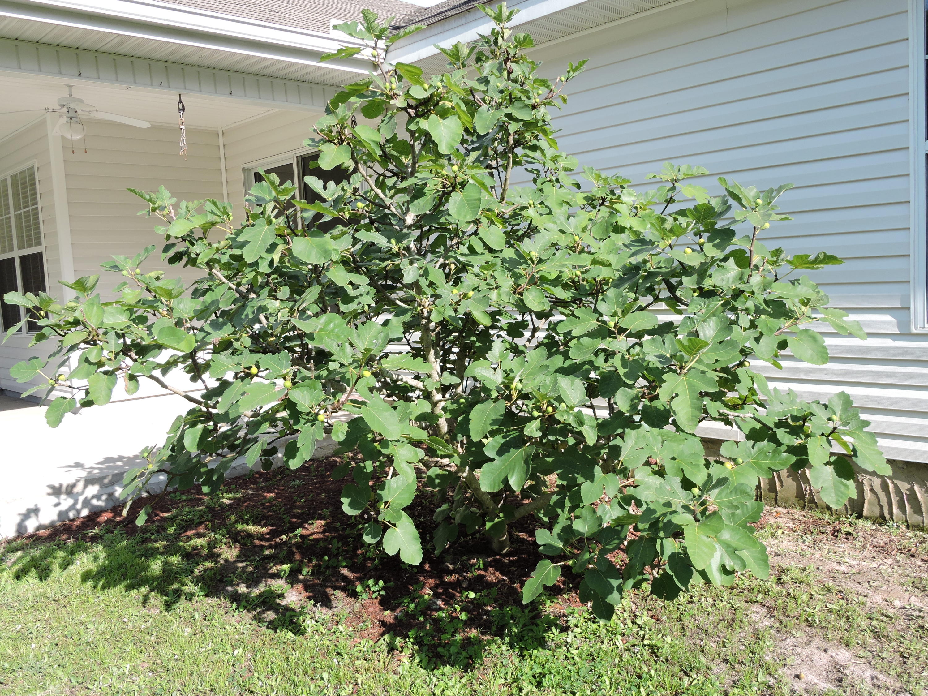 HIDDEN SPRINGS - Residential