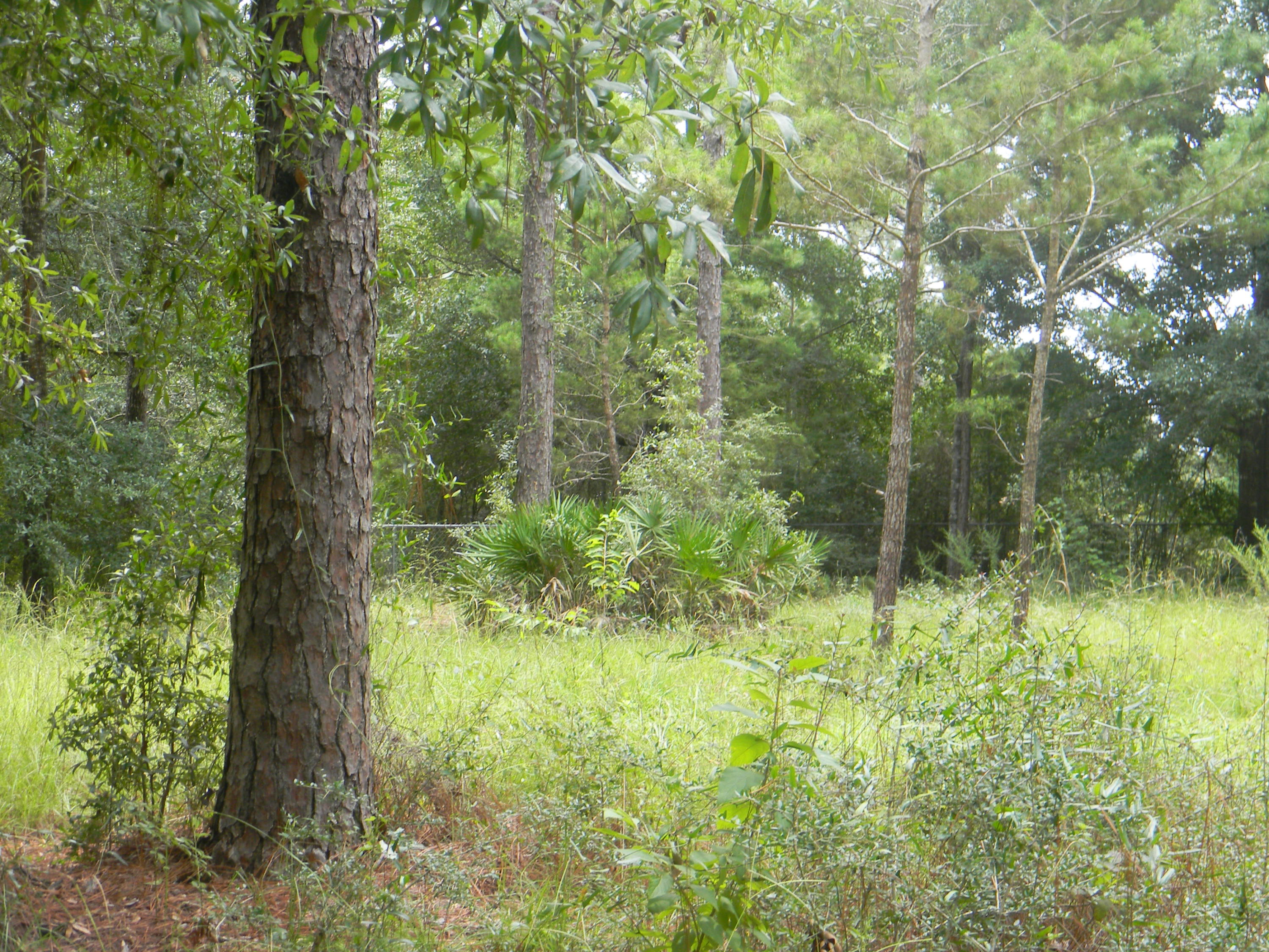 METES & BOUNDS - Land