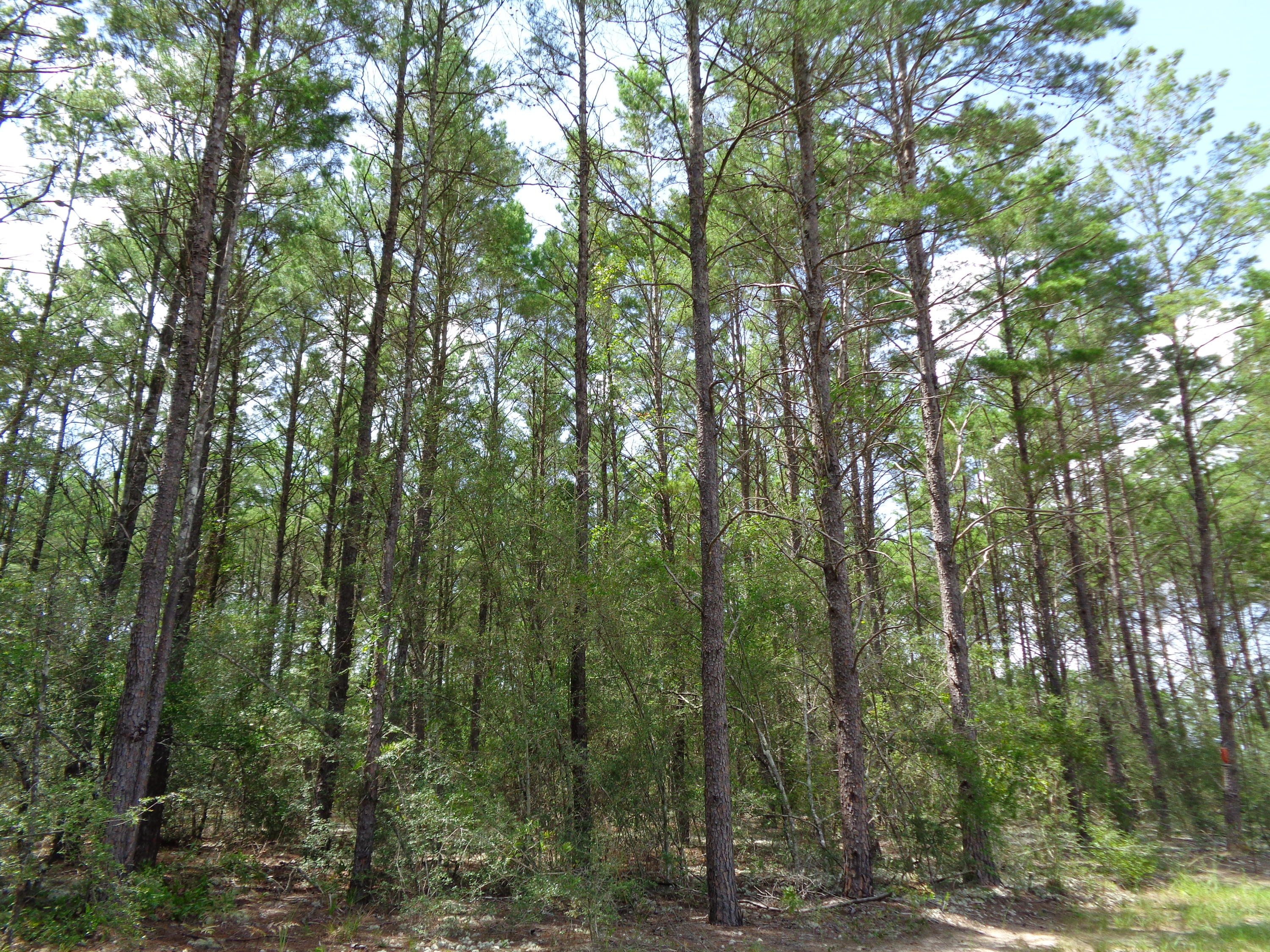 LOT 3 LAIRD COMMONS UNREC - Residential