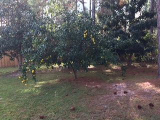 EDGEWOOD TERRACE - Residential