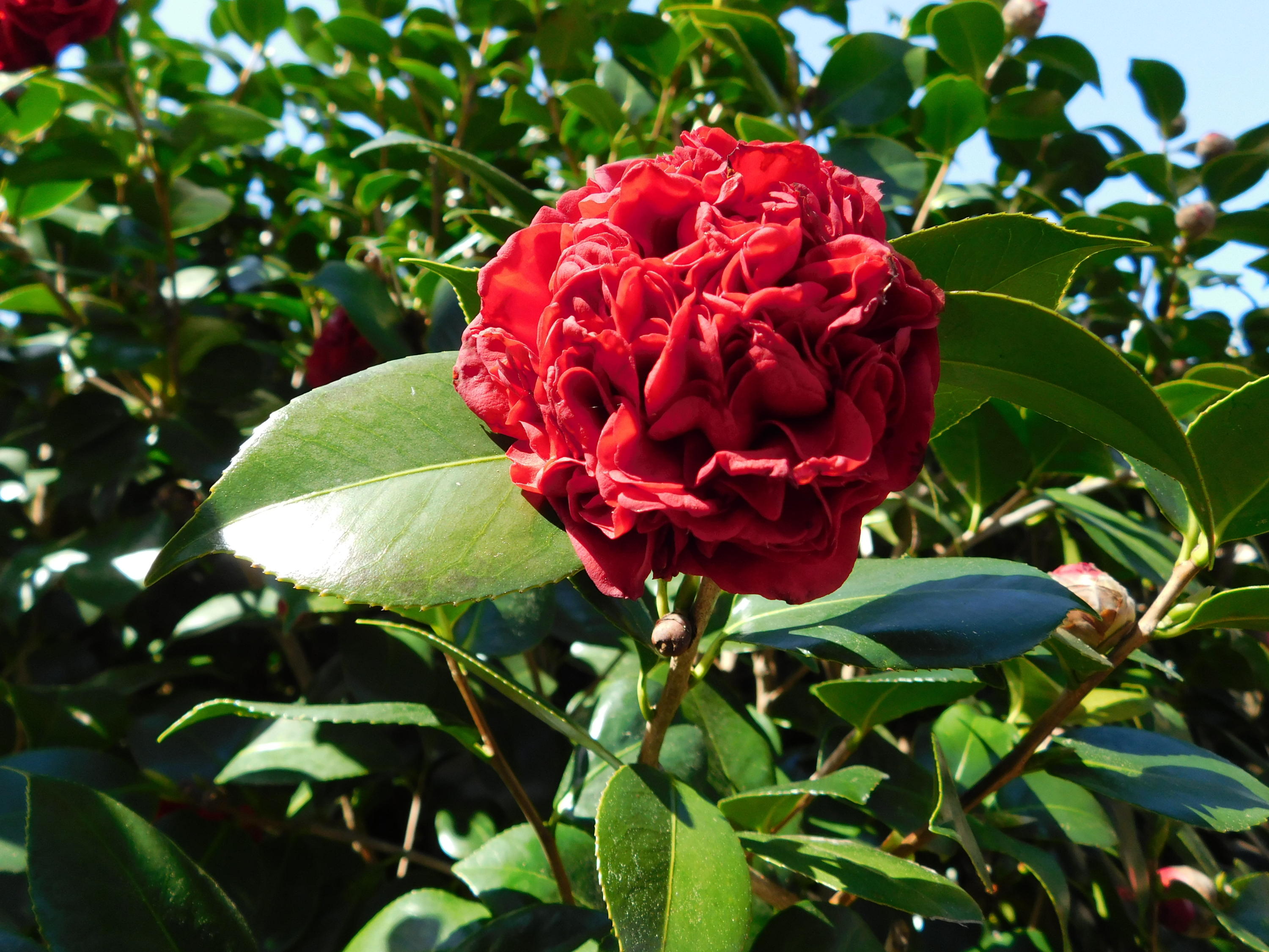 WOODLANDS - Residential