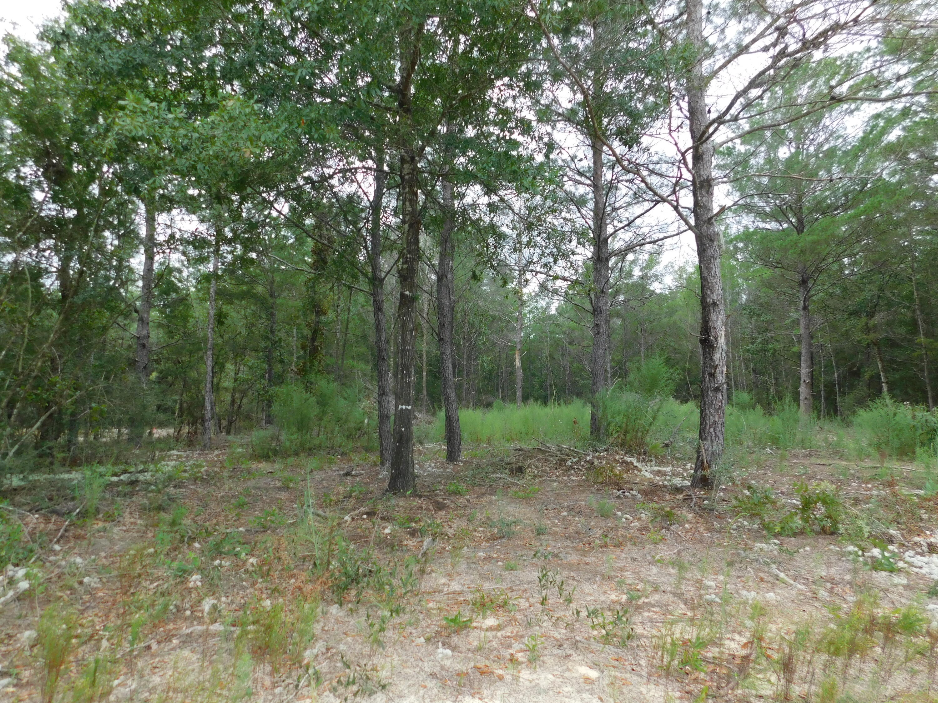 HOLLY GROVE SOUTH - Land