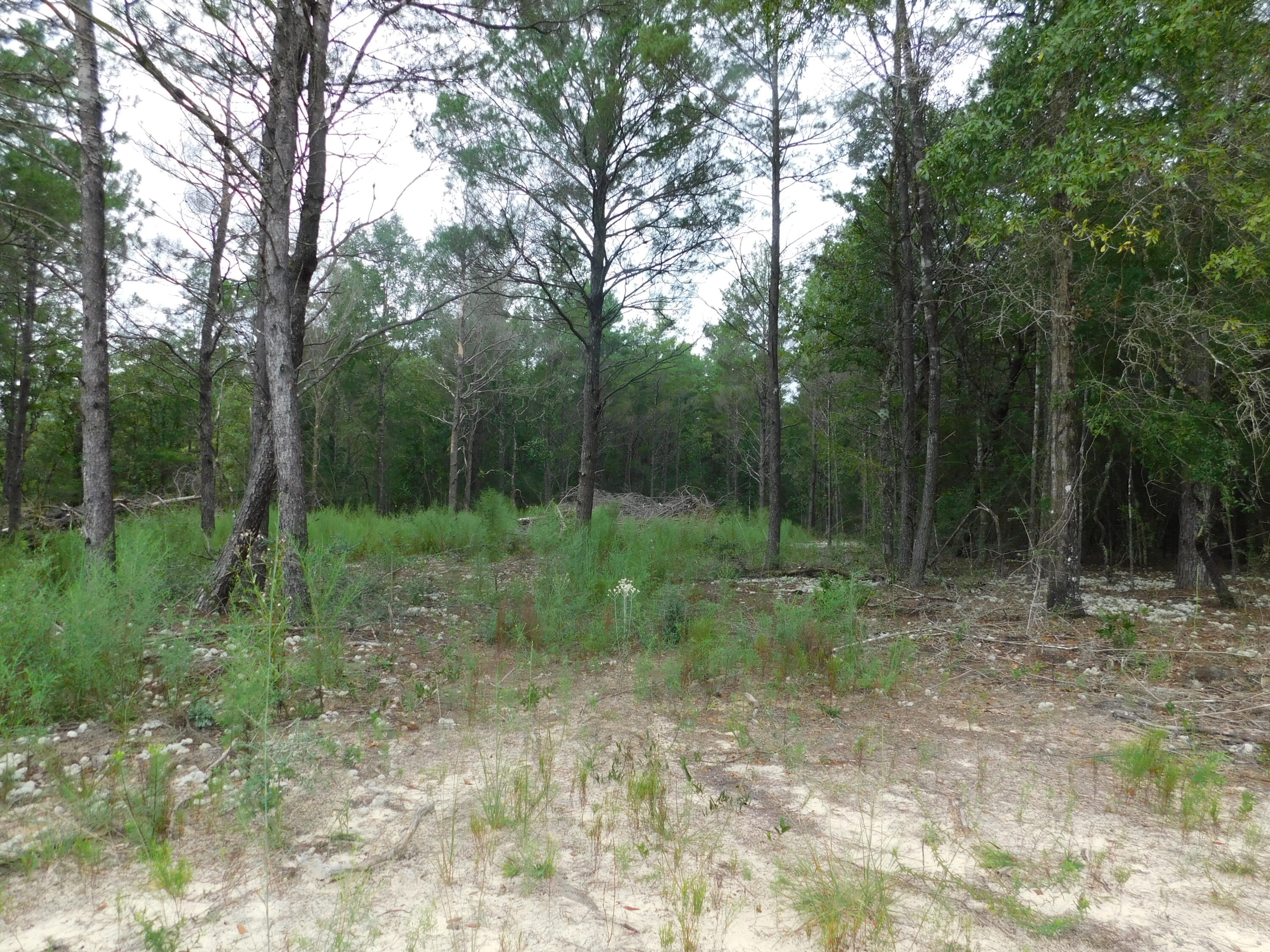 HOLLY GROVE SOUTH - Land