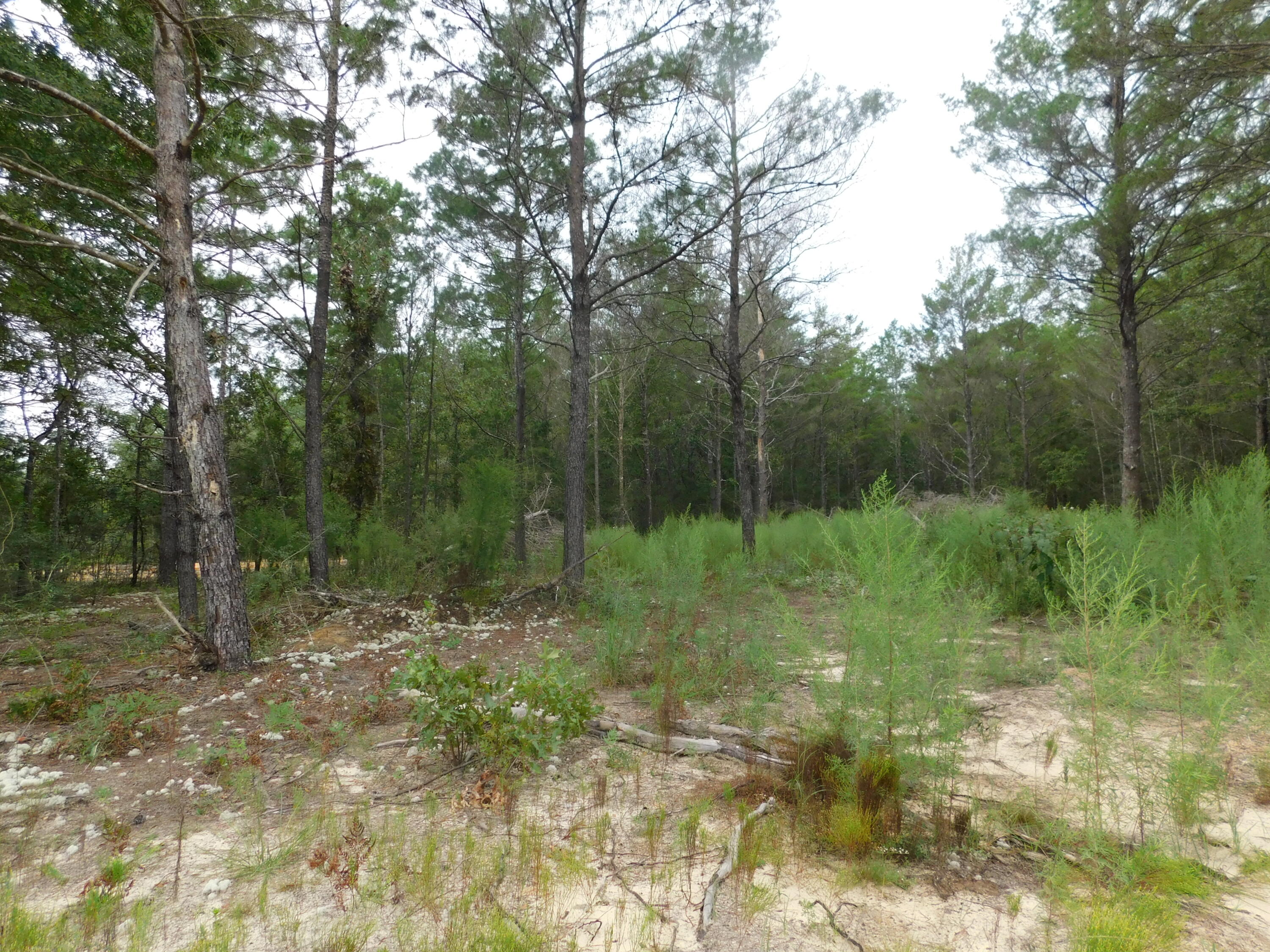 Here is a nice level lot for future home site. Other lots near by are already being built on. Don't loose out.