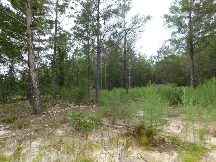 Here is a nice level lot for future home site.  Other lots near by are already being built on.  Don't loose out.