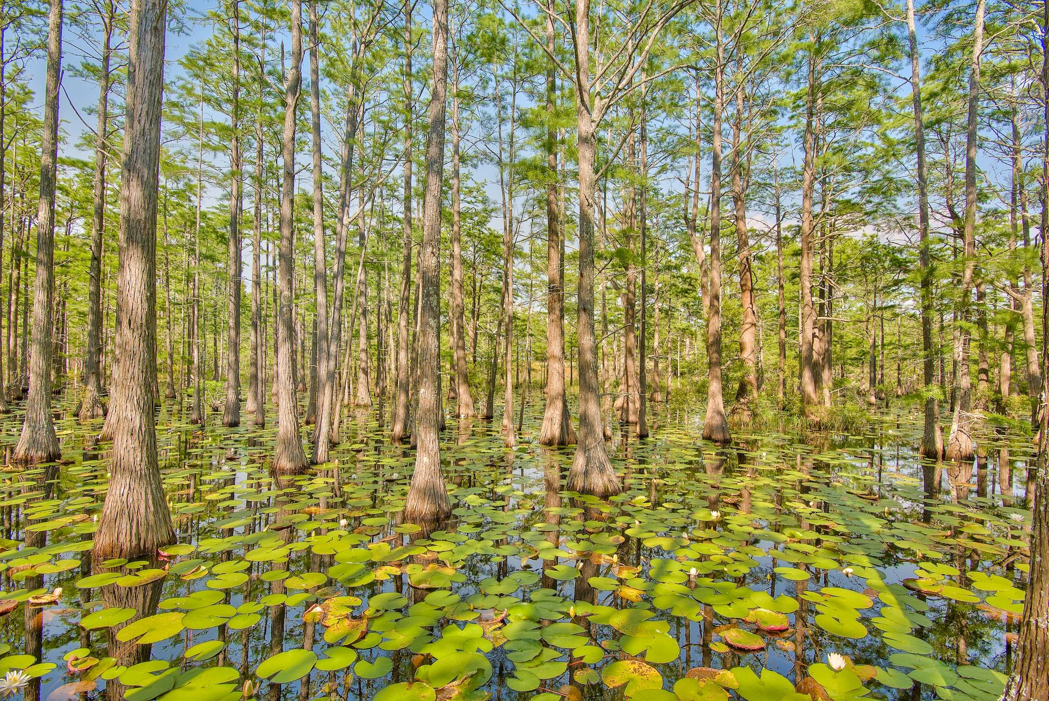 CYPRESS DUNES - Land