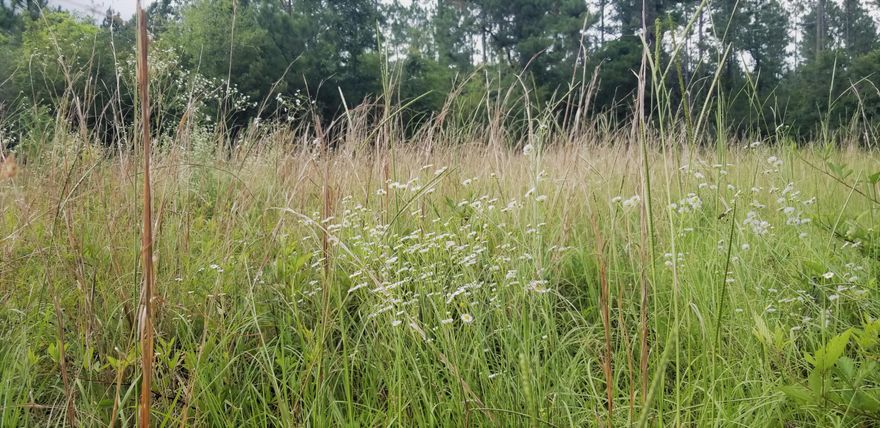 BACK ON THE MARKET! Bring your house plans and horses for approximately 16 acres of gorgeous farm land. Wildlife is abundant. Owner sees turkeys every day! The mixture of cleared and wooded areas will provide privacy for your new home. The current parcel is 39 acres and owner wants to sell 19 of those. Call today to set up a time to walk the property. Buyer to verify all measurements. Image of property split is approximate and exact split will be determined by survey.