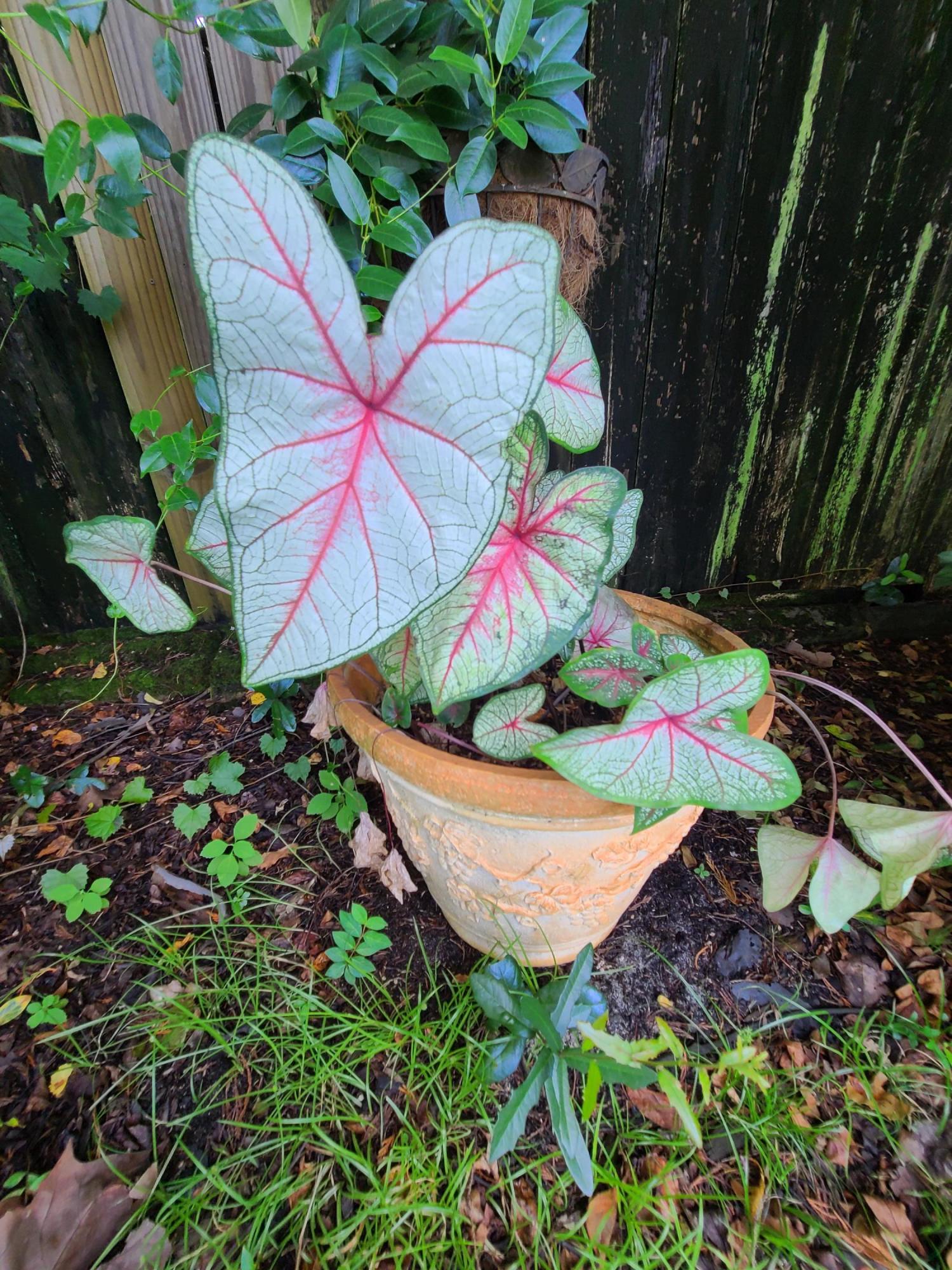 TIMBERLAKE ESTATES - Residential