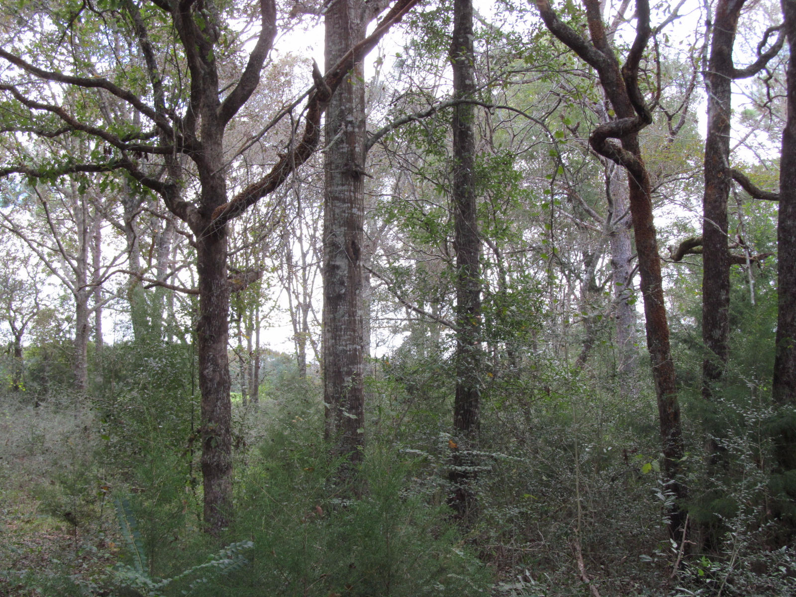 2 acre wooded parcel. At one time it had a mobile home on it. Old well, septic and power pole (with no meter) still on the property. Cannot verify condition of the well & septic. Paved road frontage. very attractive area. A portion of the property is low. Perfect for a mobile.
