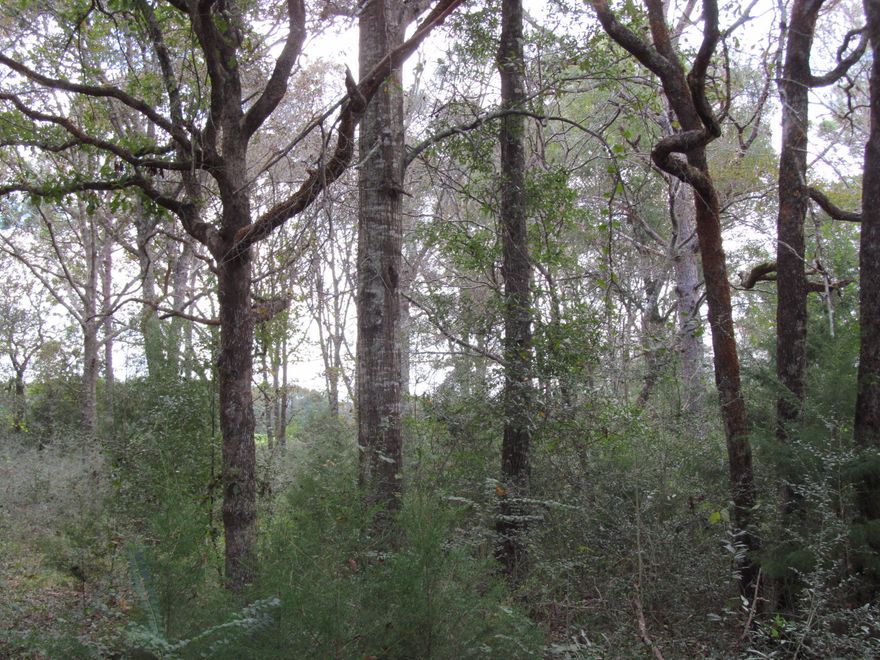 2 acre wooded parcel. At one time it had a mobile home on it. Old well, septic and power pole (with no meter) still on the property. Cannot verify condition of the well & septic. Paved road frontage. very attractive area. A portion of the property is low. Perfect for a mobile.