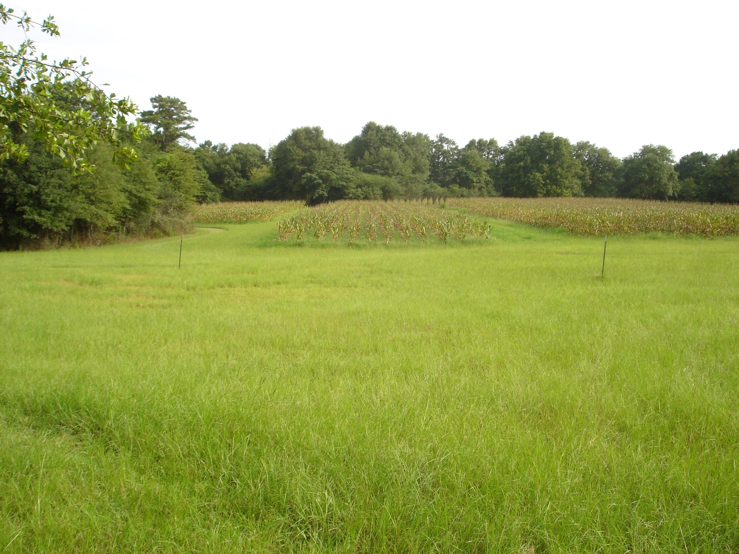 LAUREL HILL - Residential