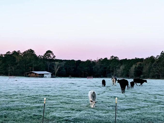 ESCAMBIA FARMS - Residential